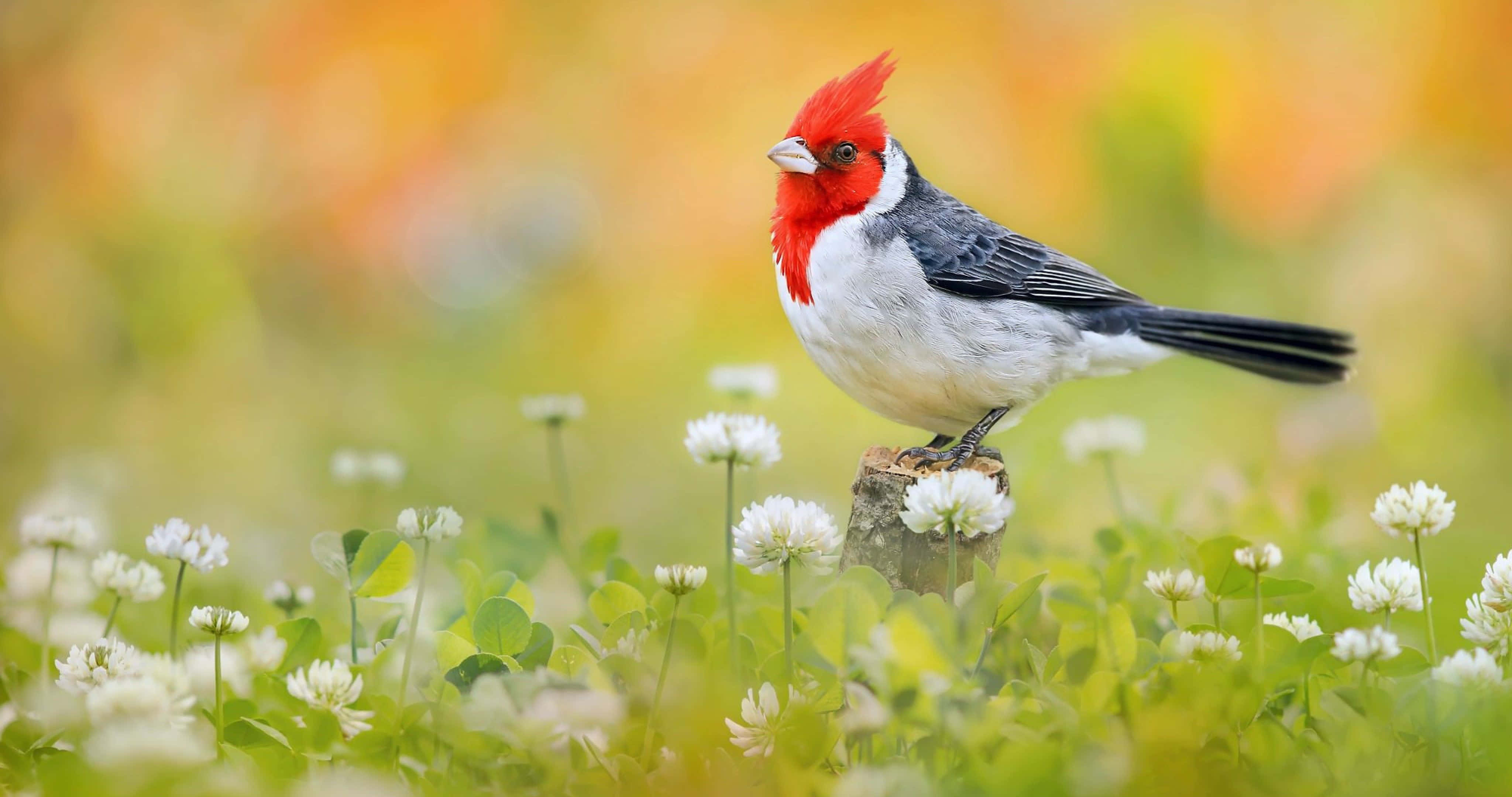 red crested cardinal, blooming meadow, white clover flowers, 4K Desktop Wallpaper