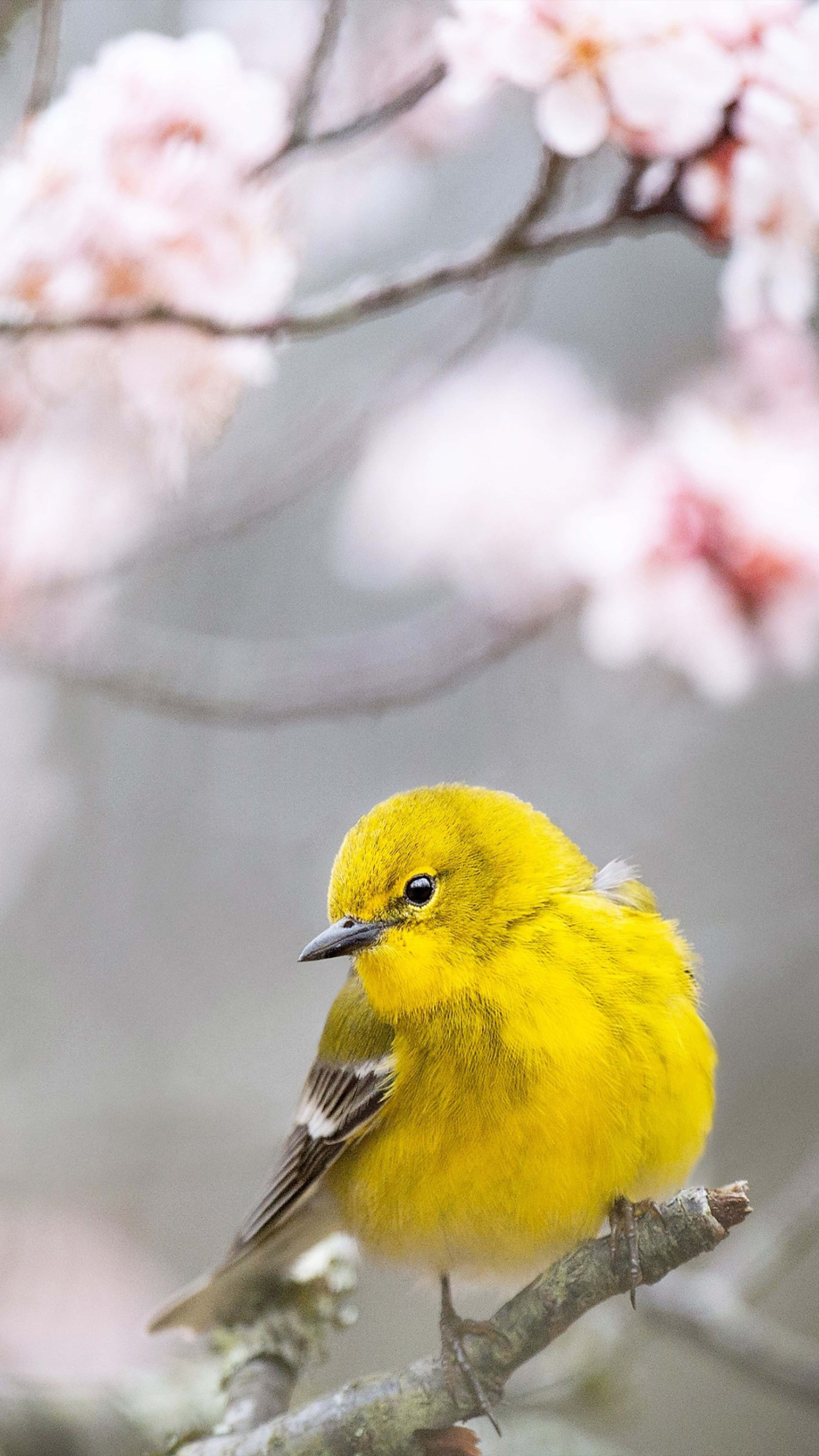 yellow warbler, cherry blossoms, spring blossoms, 5K Phone Wallpaper