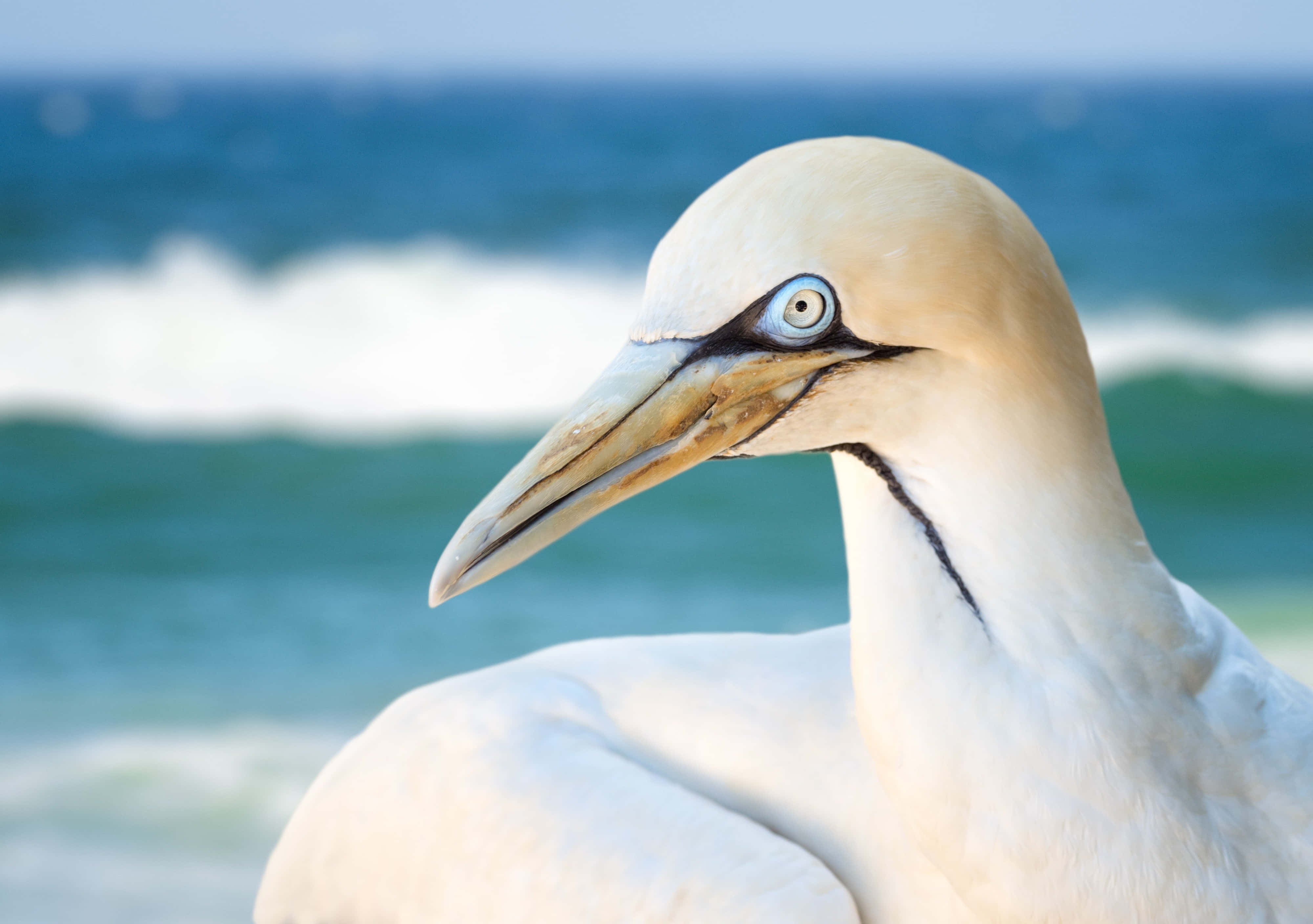 gannet, blue eye, white feathers, 4K Desktop Wallpaper