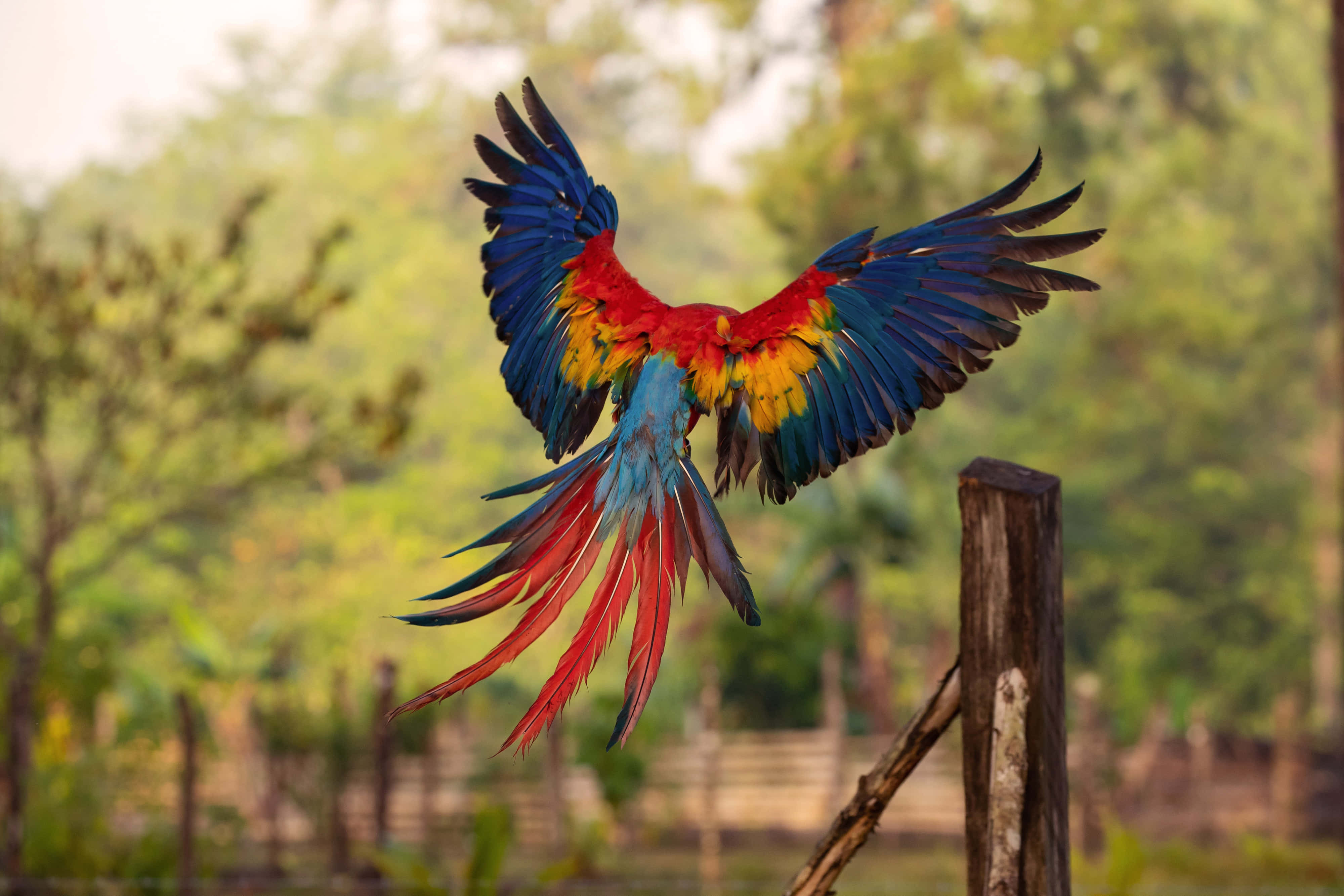 vibrant macaw, mid-flight, soft green forest backdrop, 4K Desktop Wallpaper