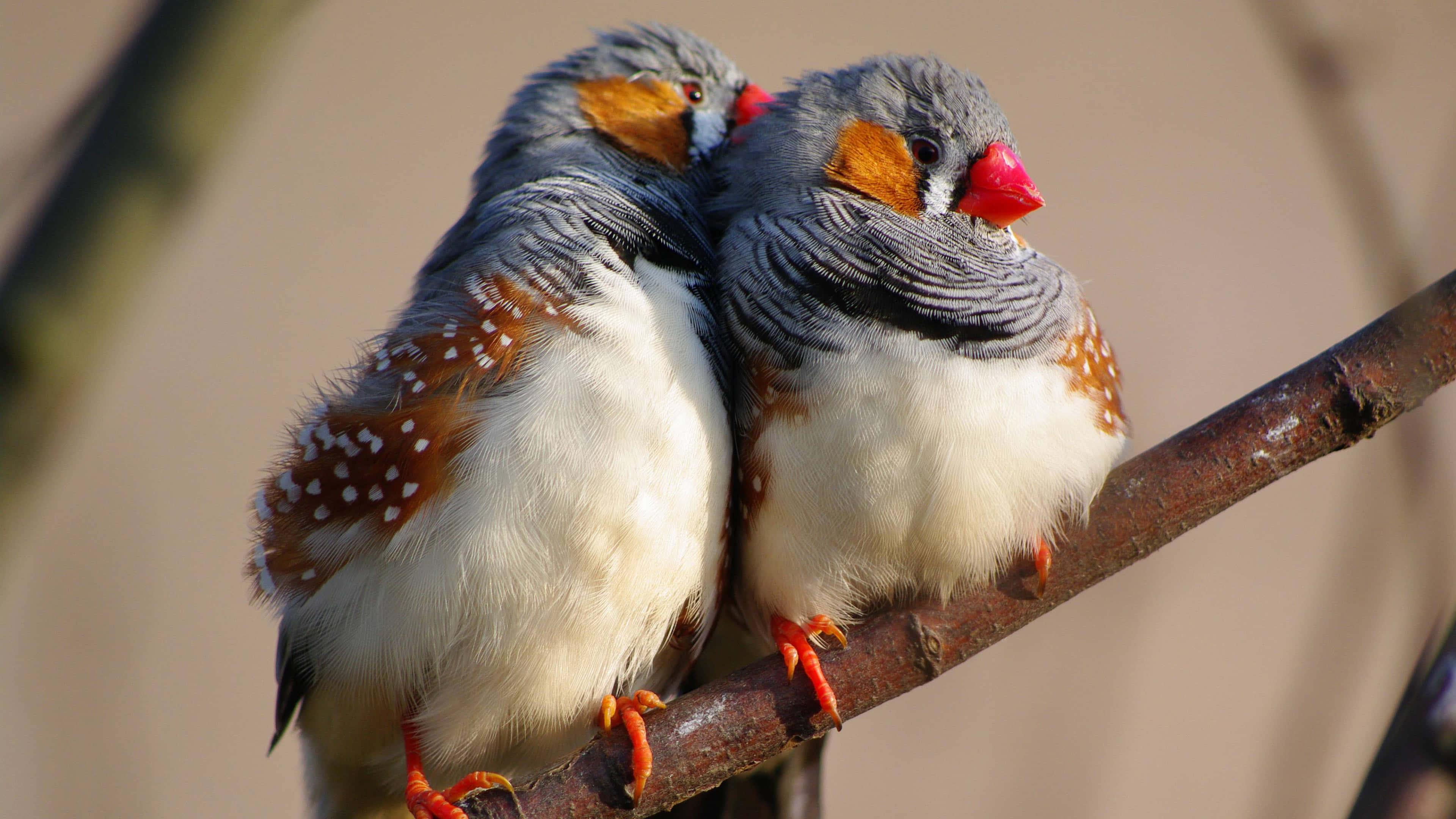 zebra finches, gray striped heads, orange beaks, 4K Desktop Wallpaper