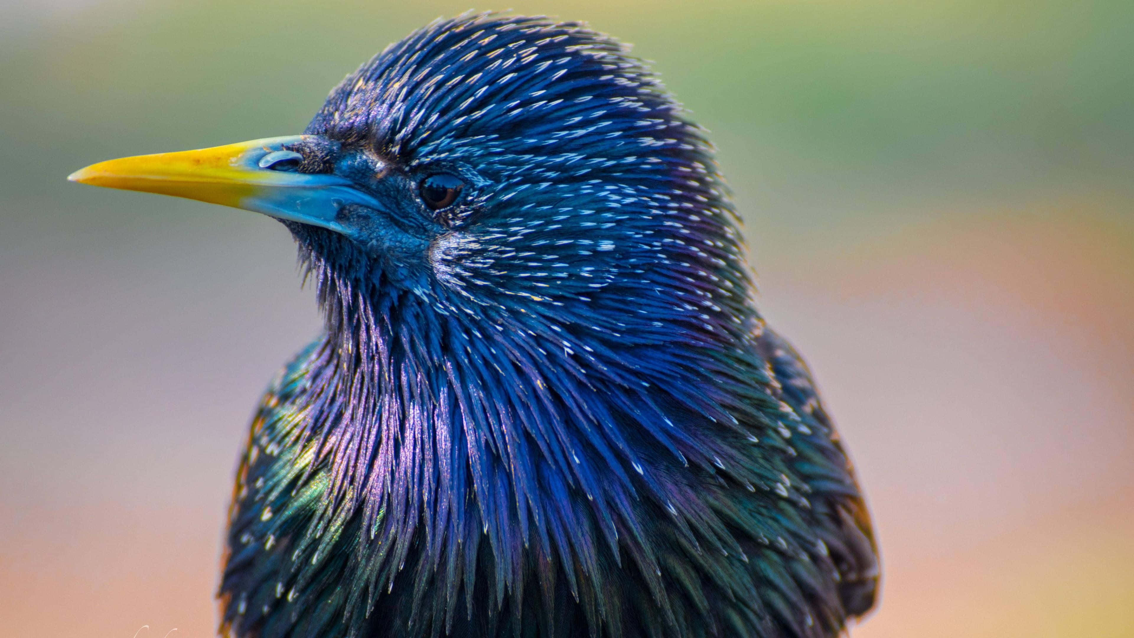 vibrant starling, iridescent blue head, yellow beak, 4K Desktop Wallpaper