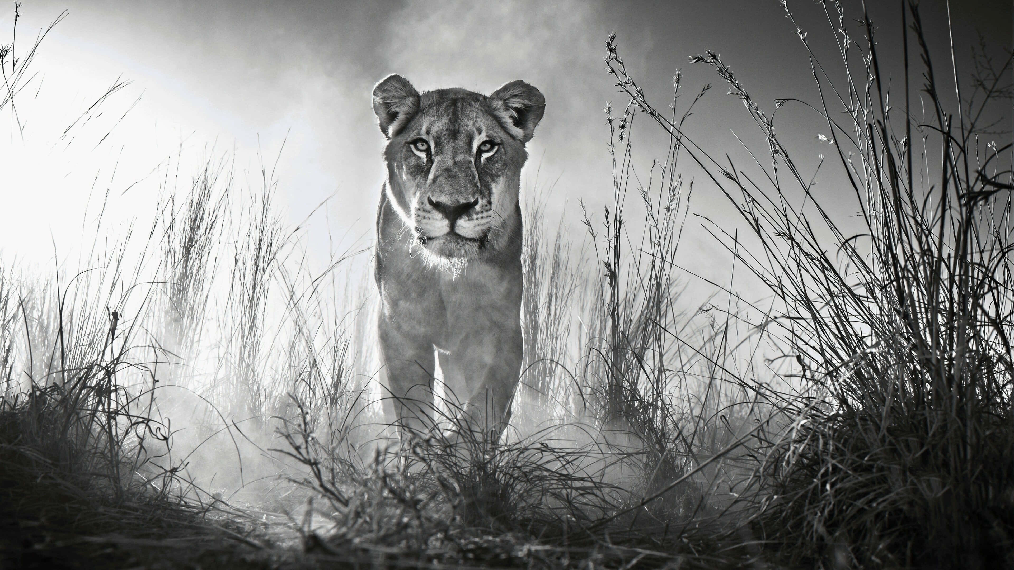 lioness, misty savanna, tall grass, 4K Desktop Wallpaper