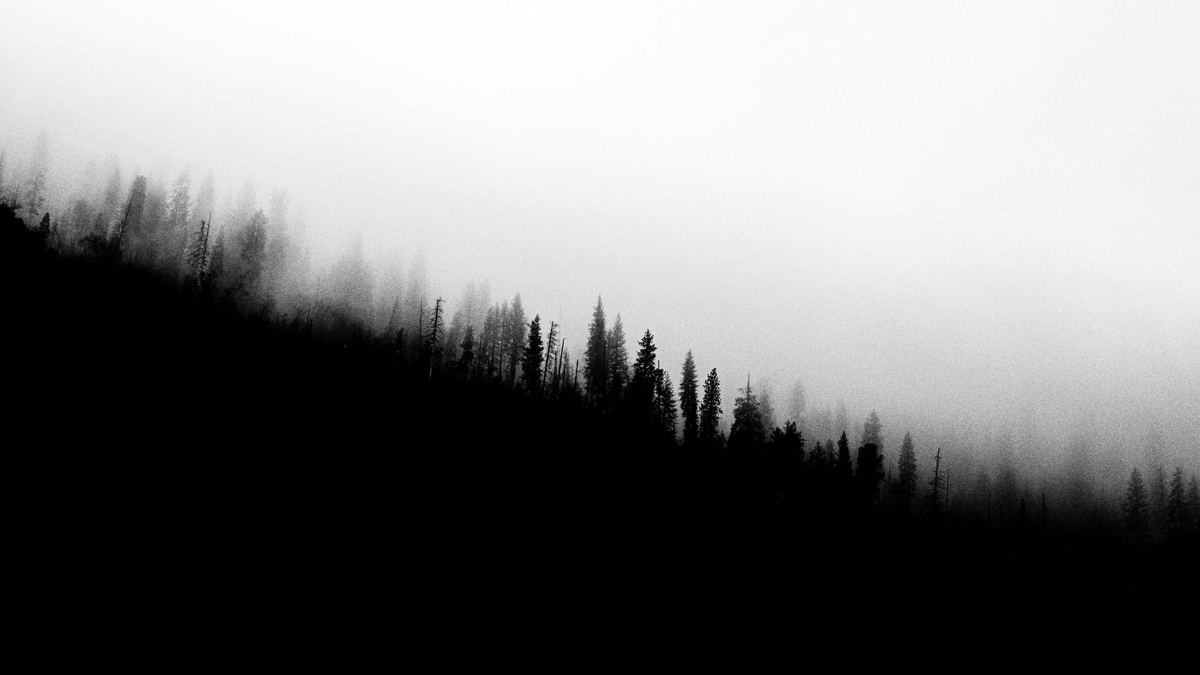 misty forest silhouette, pine trees, misty hillside, 4K Desktop Wallpaper