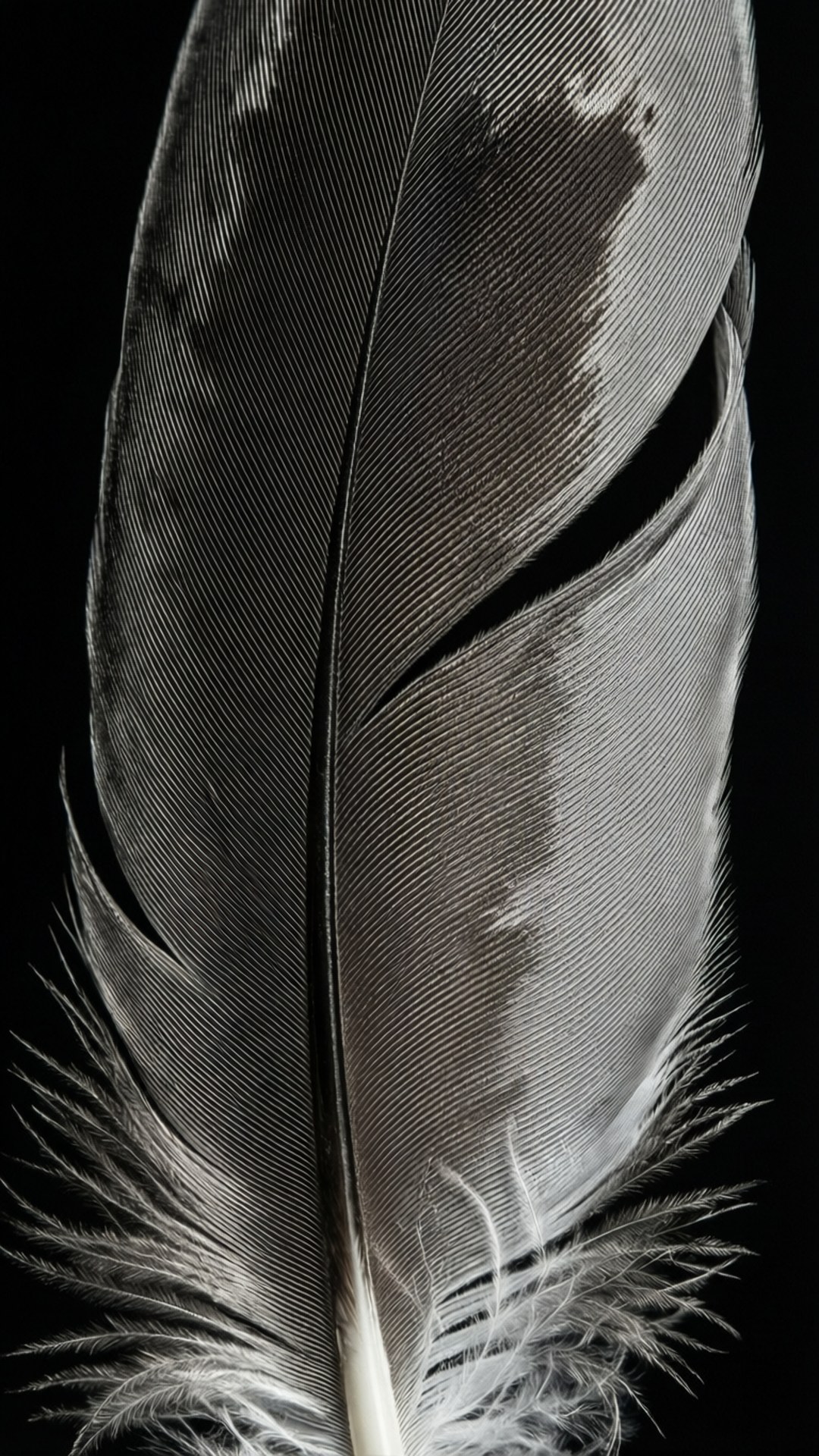 feather, black and white, close-up, Full HD Phone Wallpaper