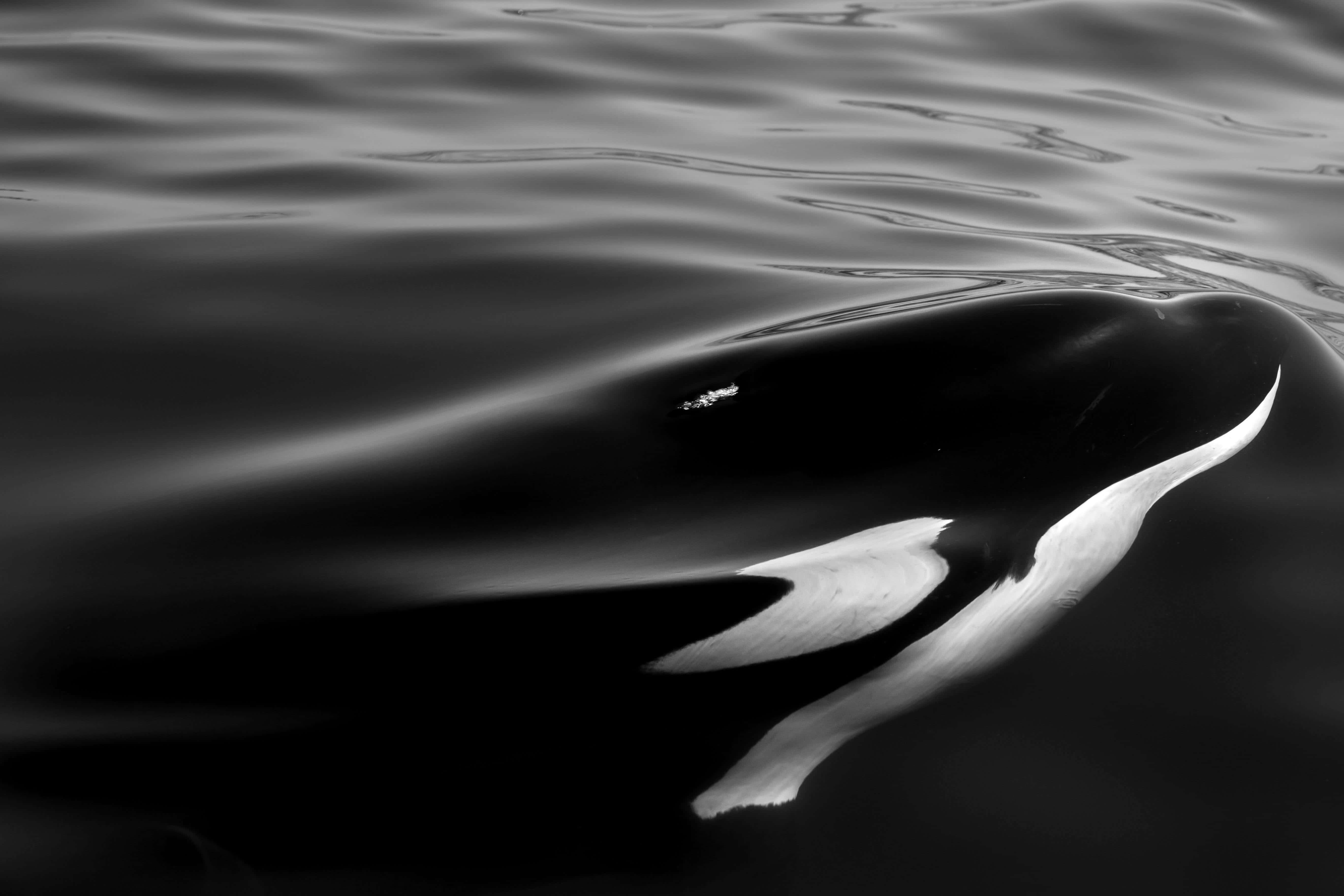 monochrome orca, black and white orca, head breaks the water surface, 5K Desktop Wallpaper