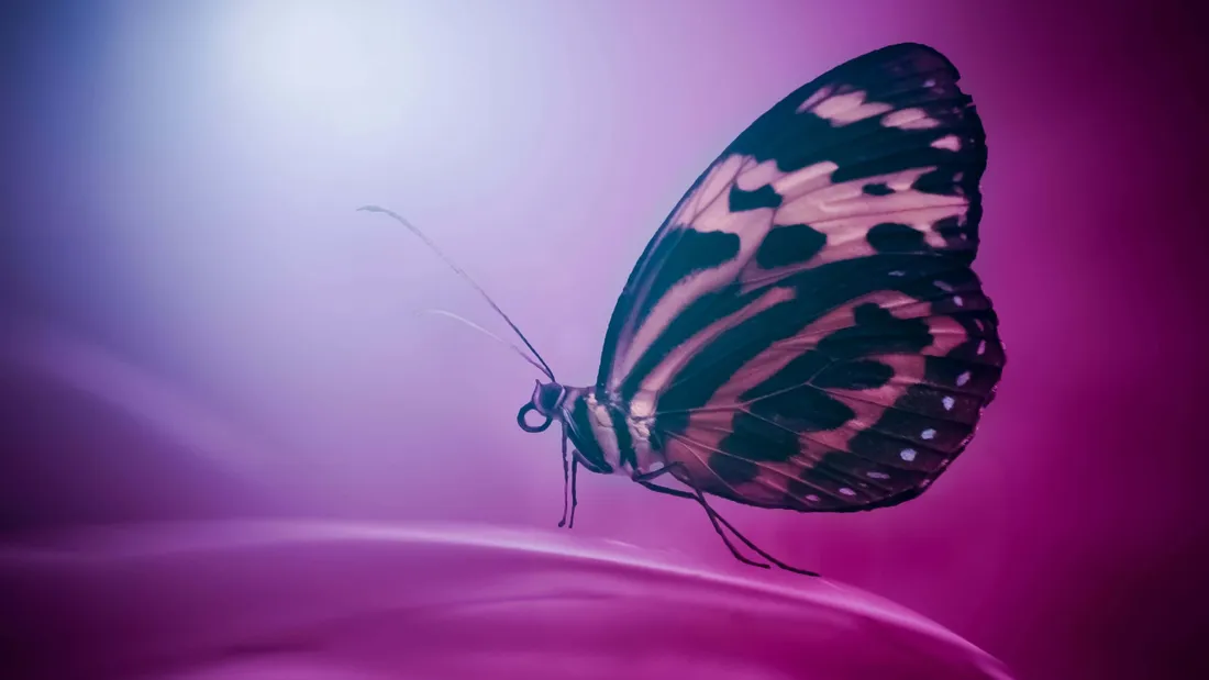 4K Butterfly