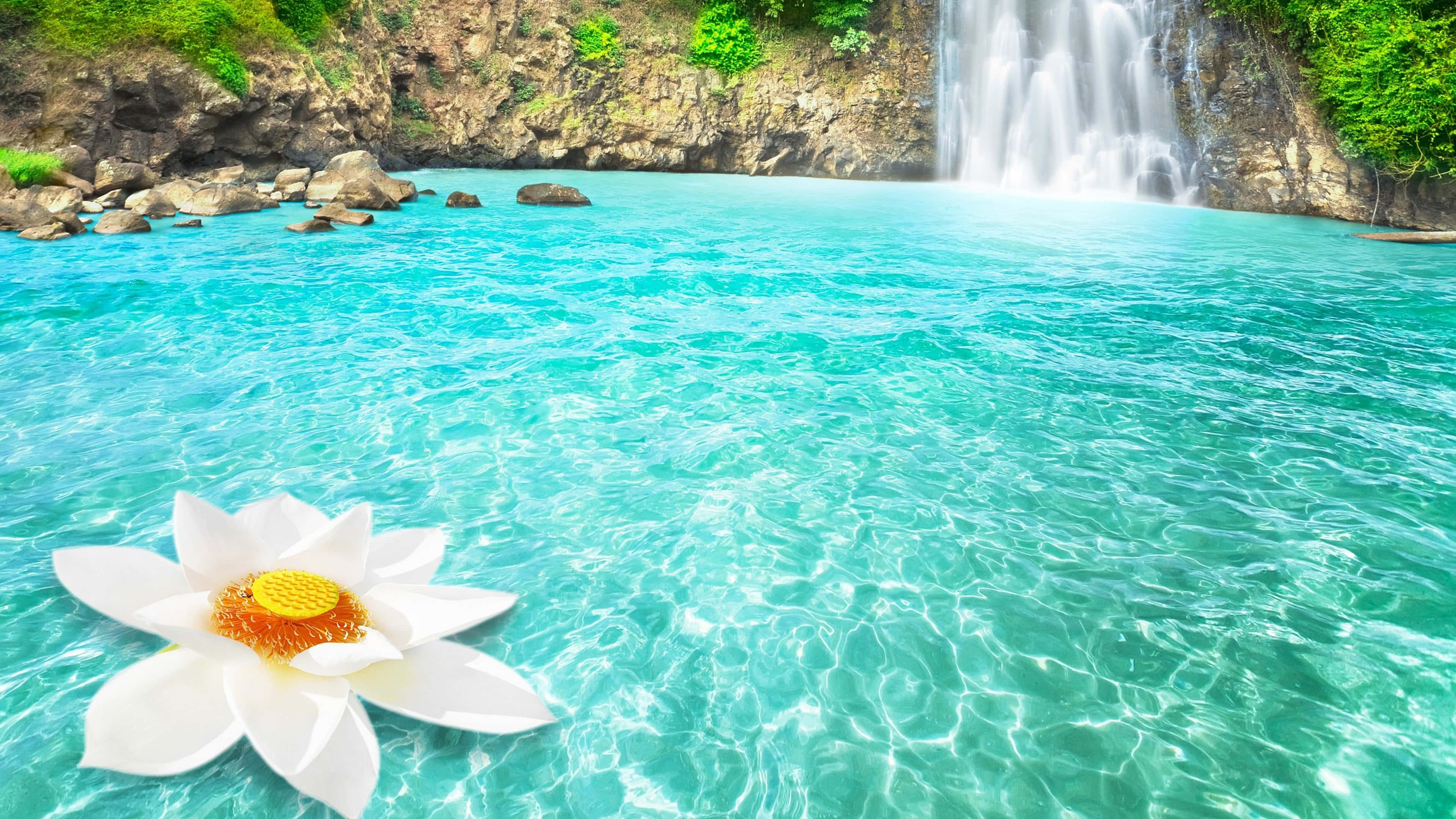 4K Waterfall Landscape, turquoise pool, white lotus flower, 4K Desktop Wallpaper