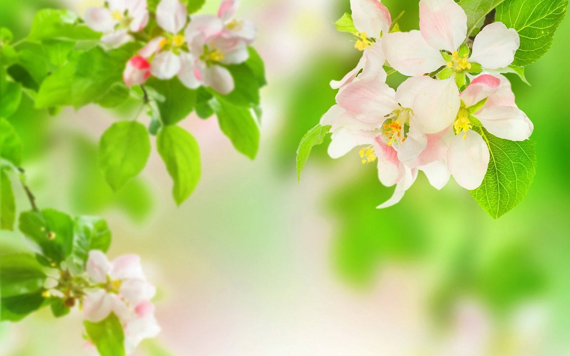 4K Computer, white flowers, soft pink blossoms, Full HD Desktop Wallpaper