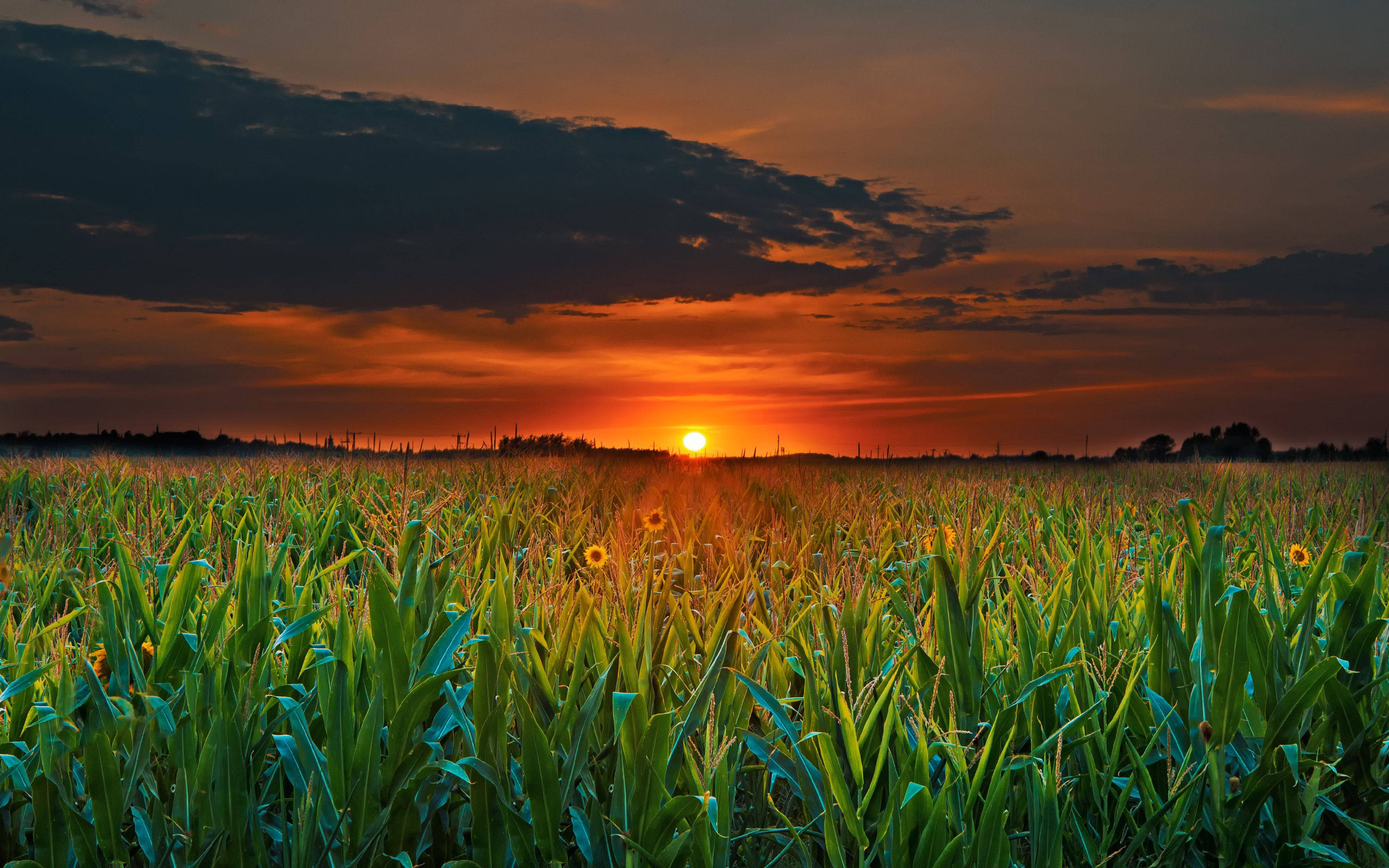4K Computer, sunflower field, sunset, 4K Desktop Wallpaper