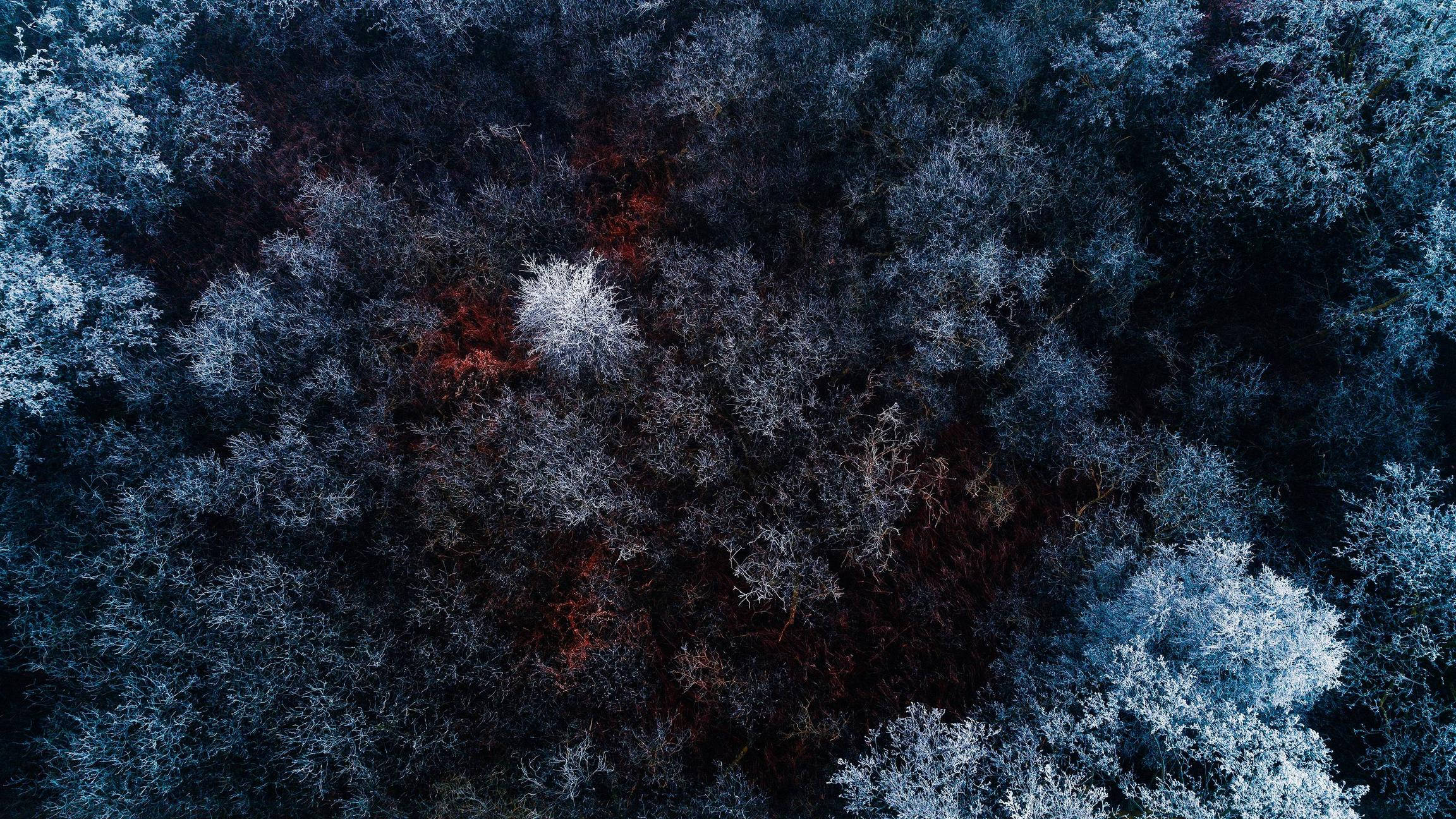 4K Computer, forest, top view, Full HD Desktop Wallpaper