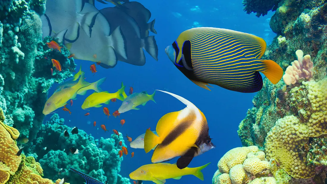 4K Coral Reef