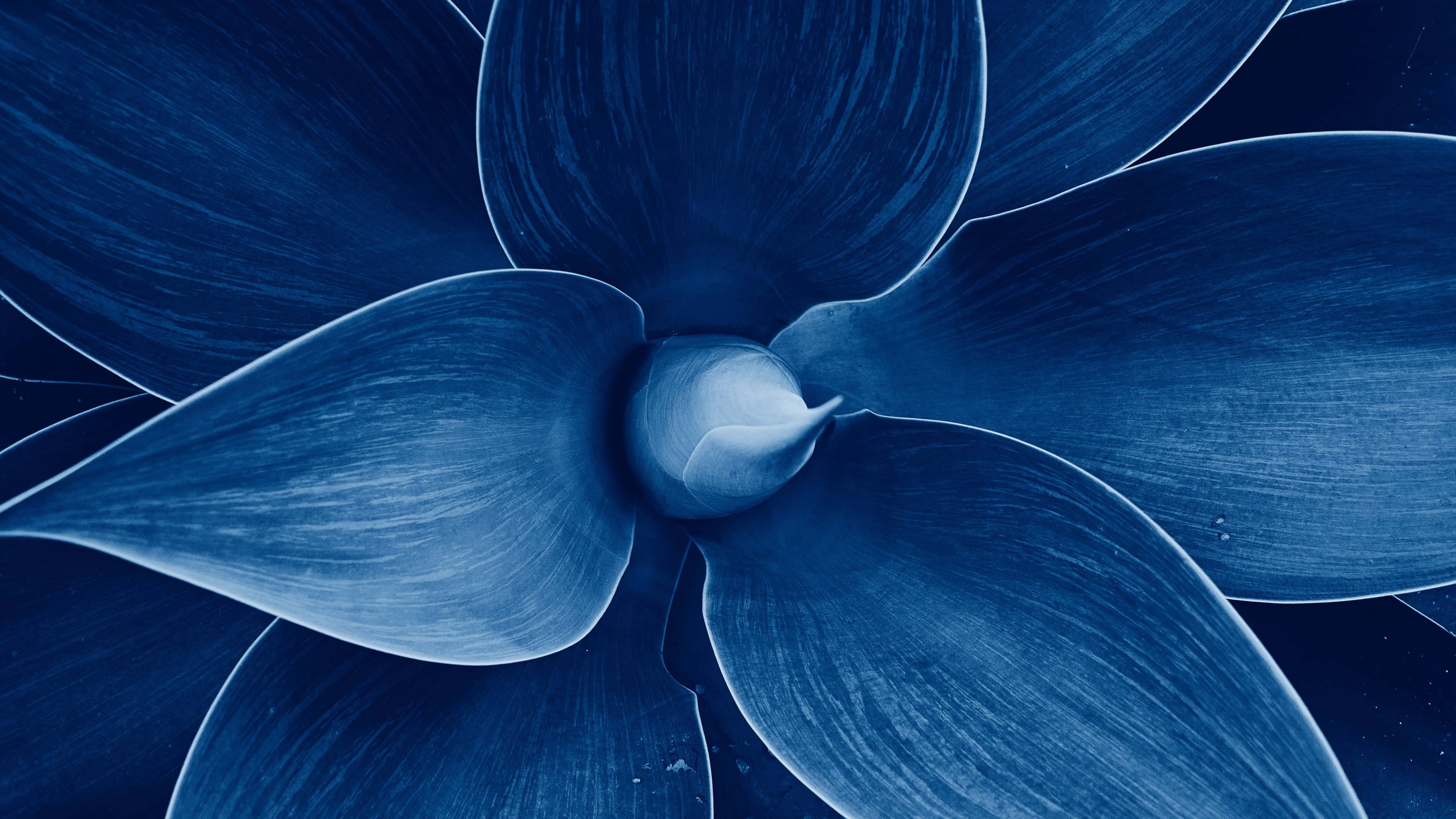 5120x2880, desert in the USA, blue-toned succulent flower, 5K Desktop Wallpaper