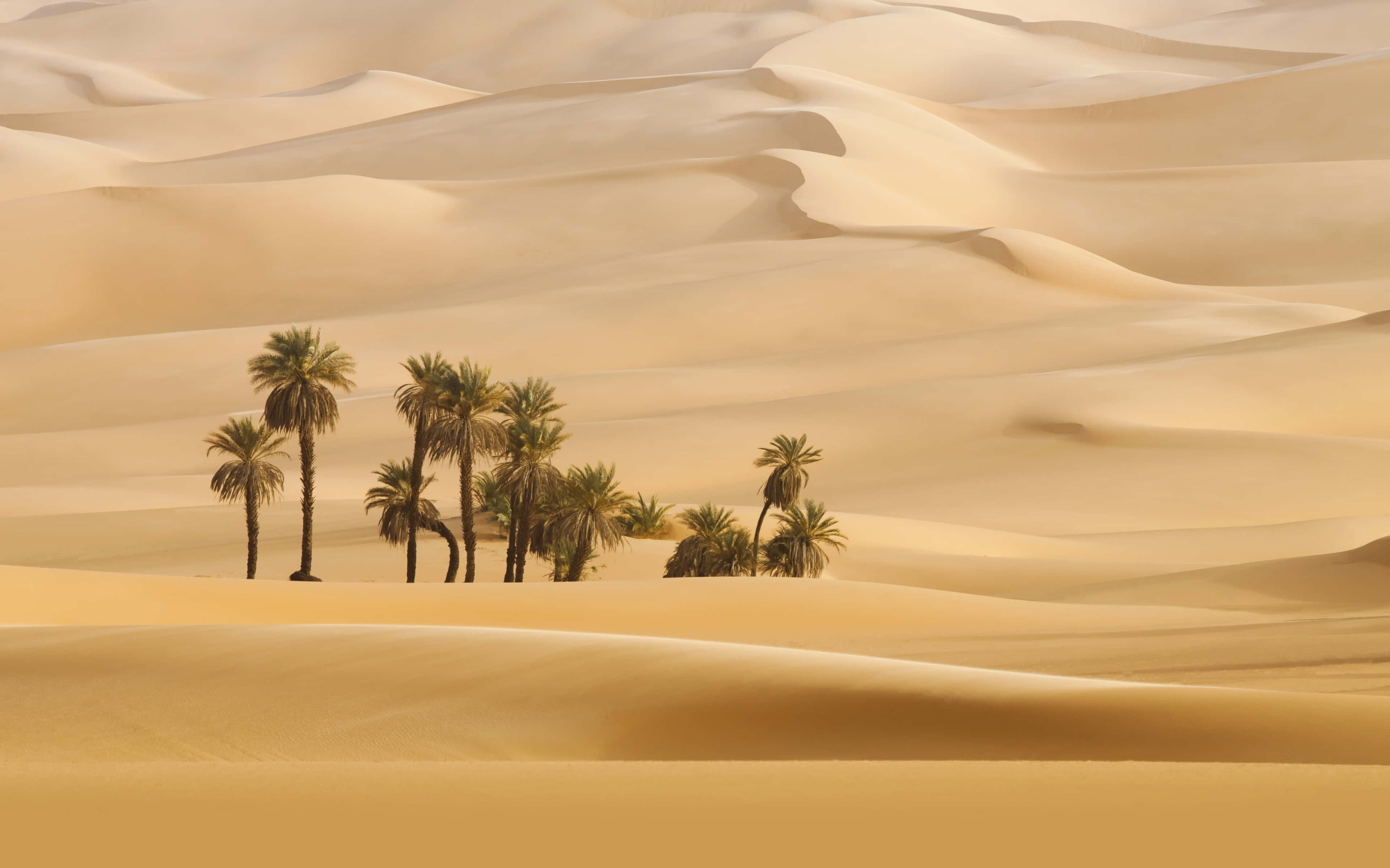 4K Desert, palm trees, golden sand dunes, 4K Desktop Wallpaper