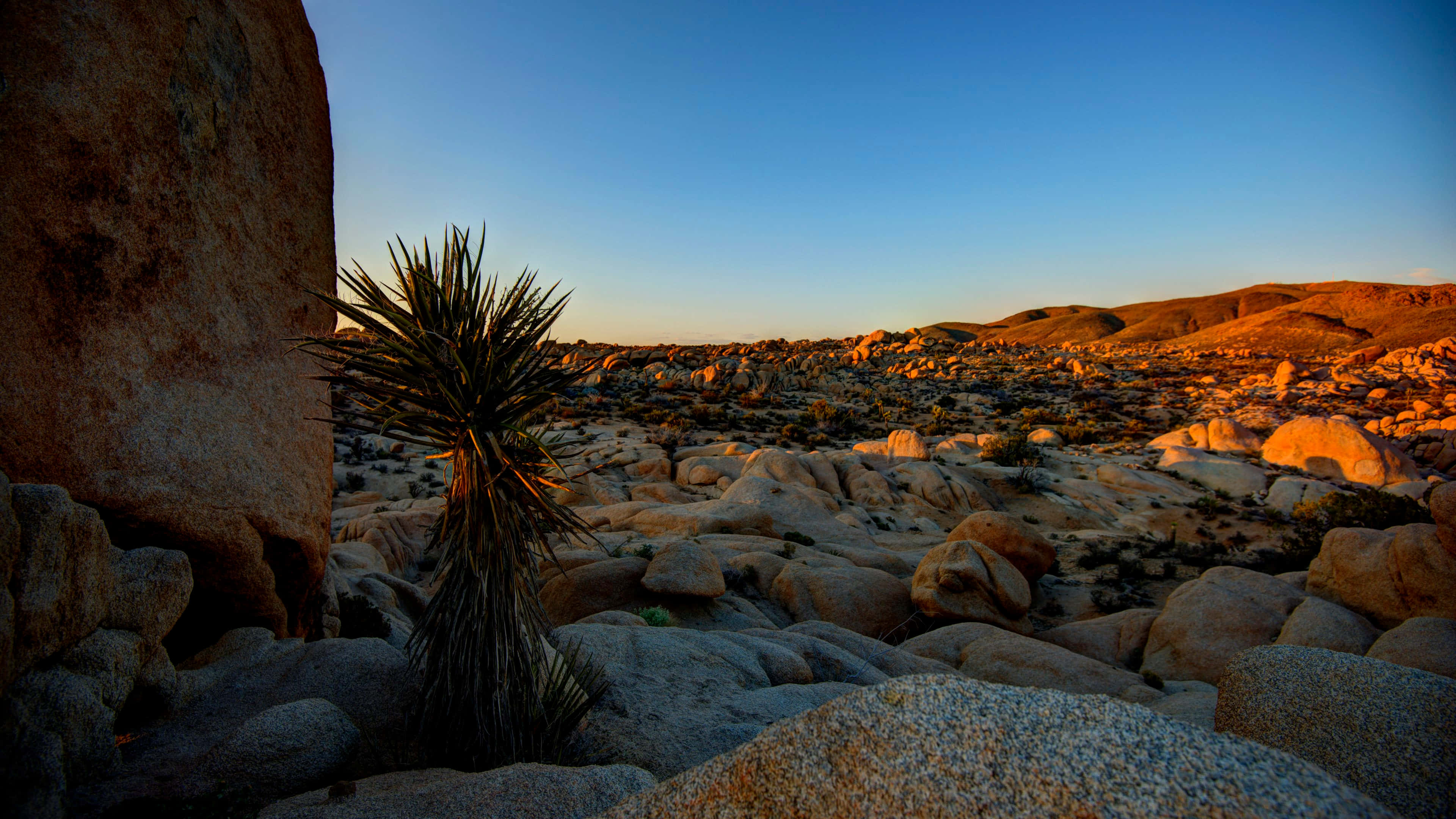 yucca plant, sunlit boulders, vast desert landscape, 4K Desktop Wallpaper