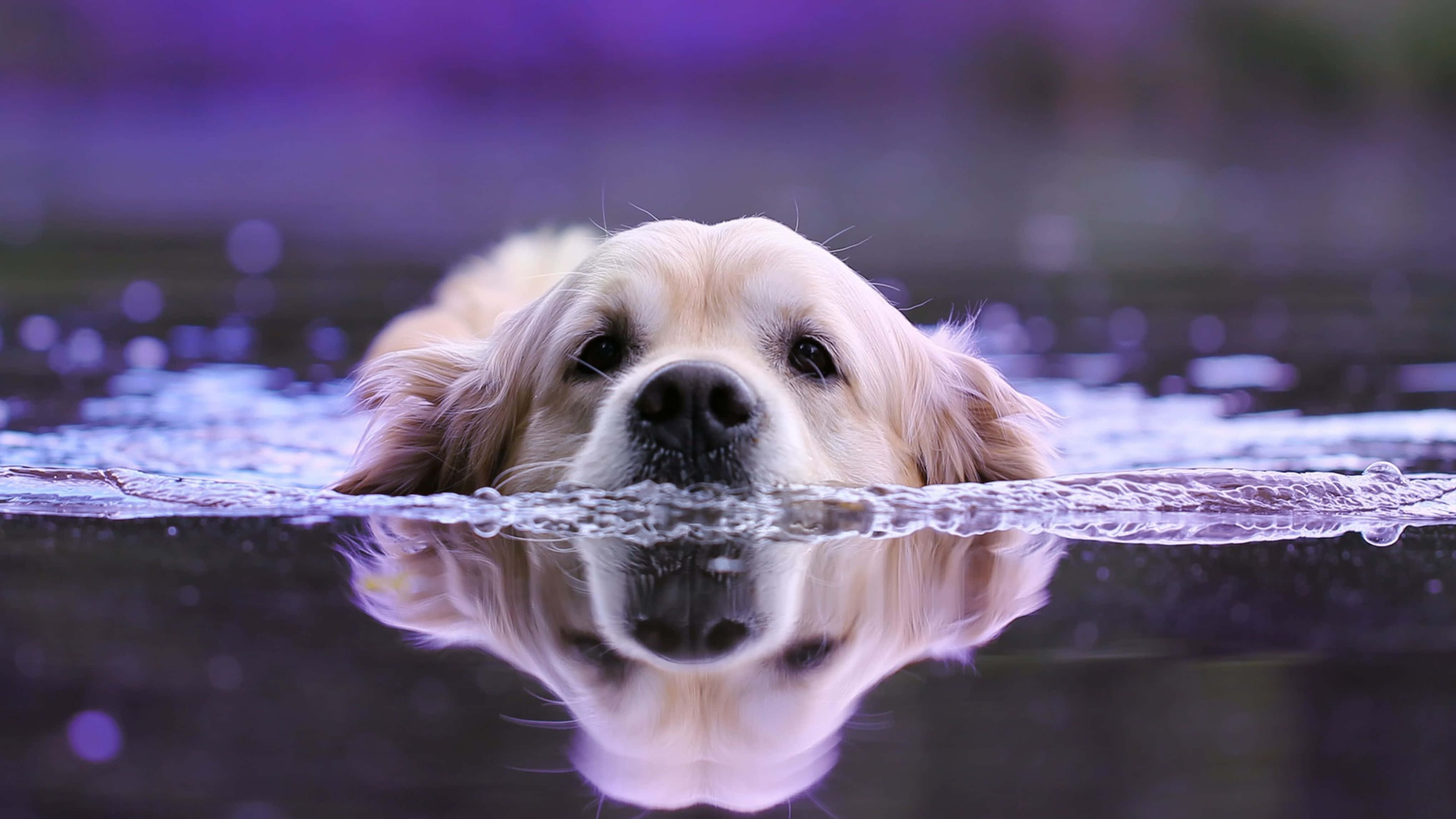 golden retriever, purple-hued water, clear reflection, 4K Desktop Wallpaper