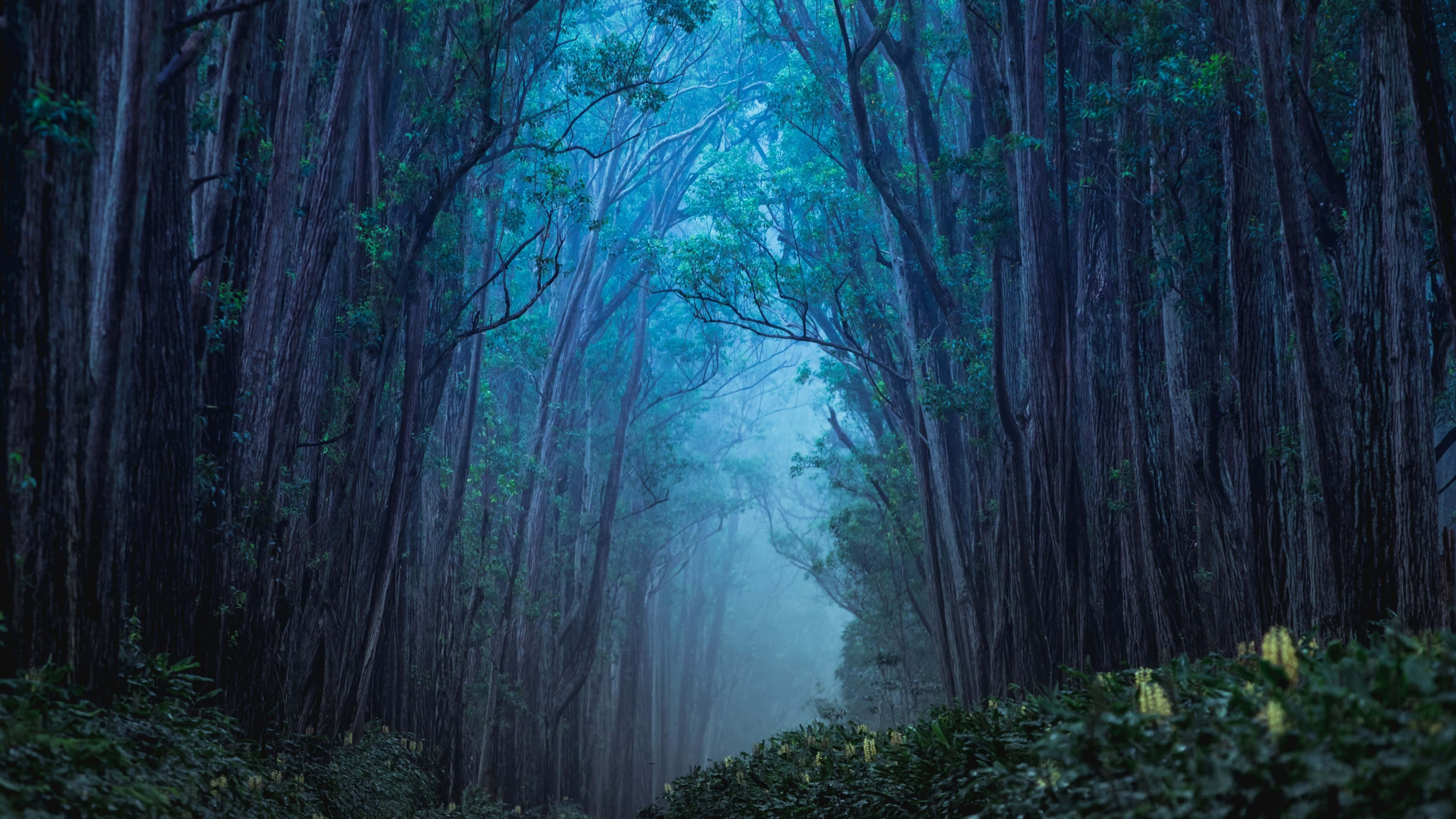 4K Monitor, Misty blue, forest path, 4K Desktop Wallpaper