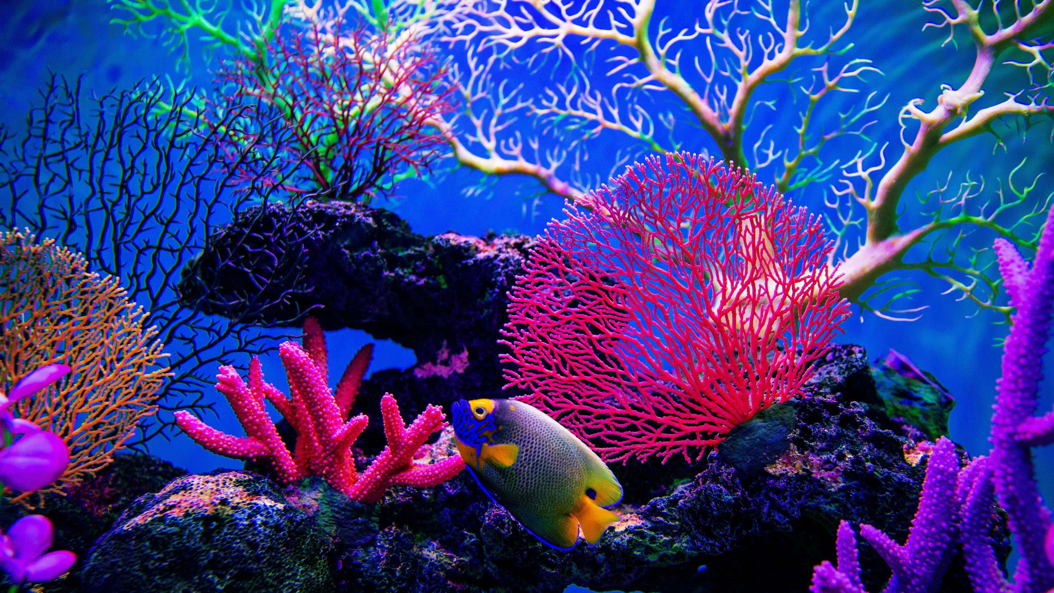 4K Monitor, coral reef, colorful fish, 4K Desktop Wallpaper