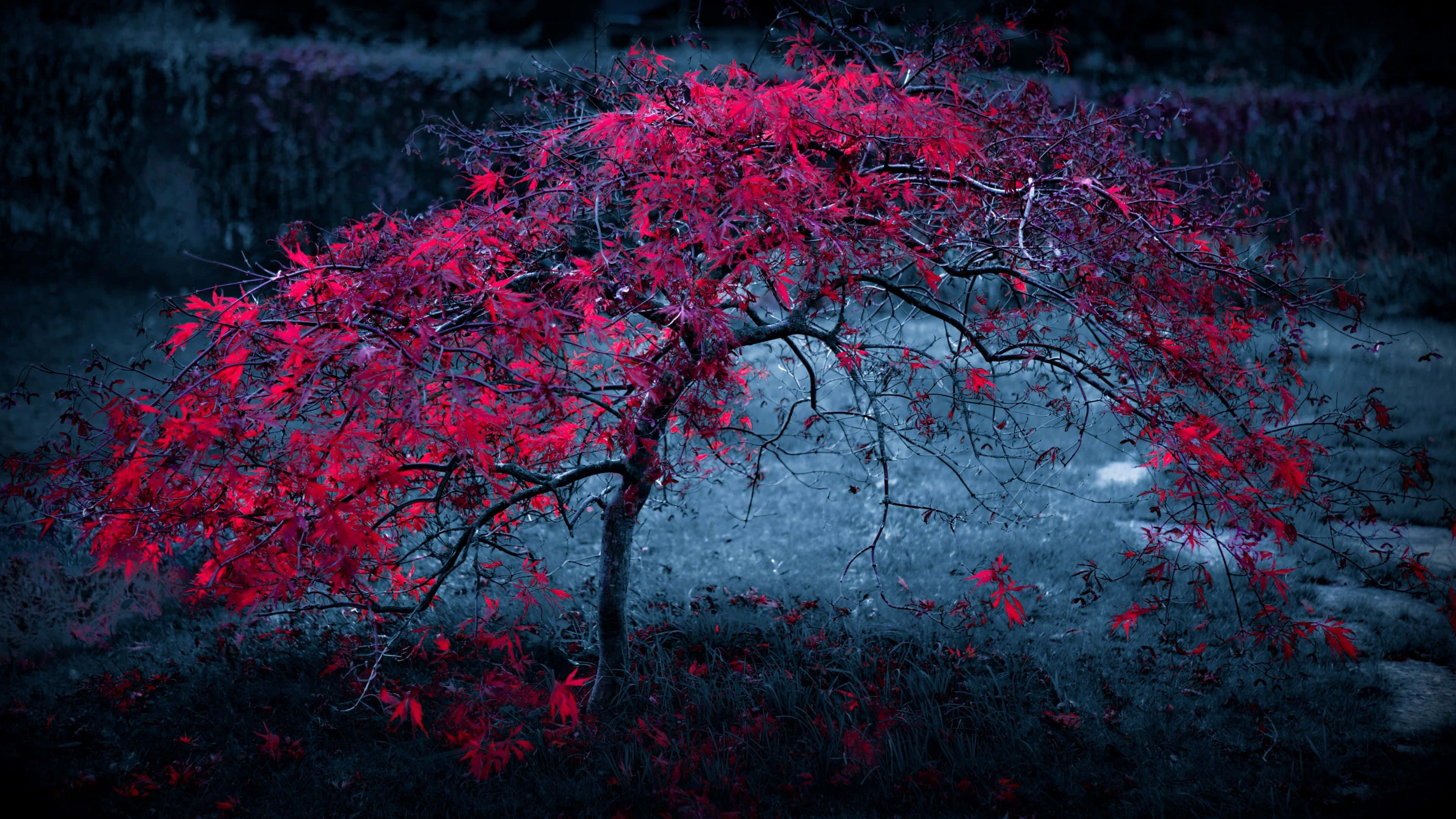 4K Display, 3840 x 2160, vivid crimson leaves, 4K Desktop Wallpaper