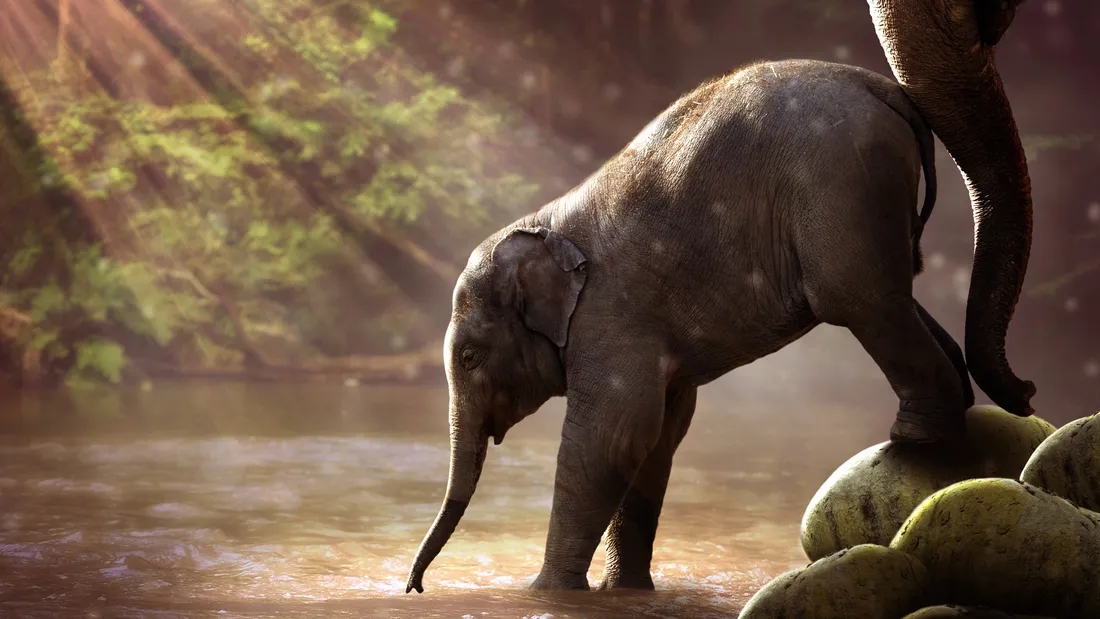 4K Elephant