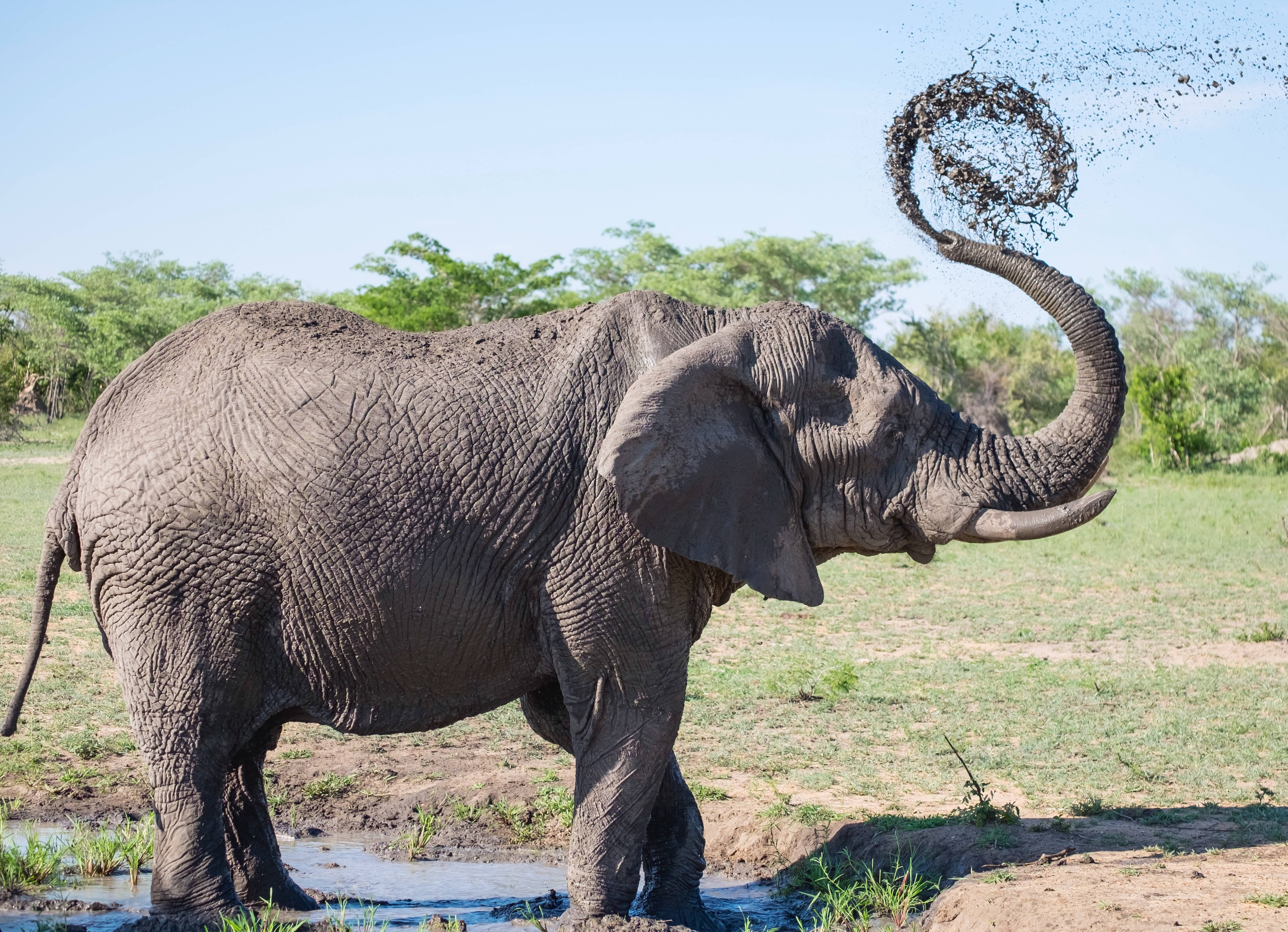 4K Elephant, muddy watering hole, spraying dirt from its trunk, 4K Desktop Wallpaper