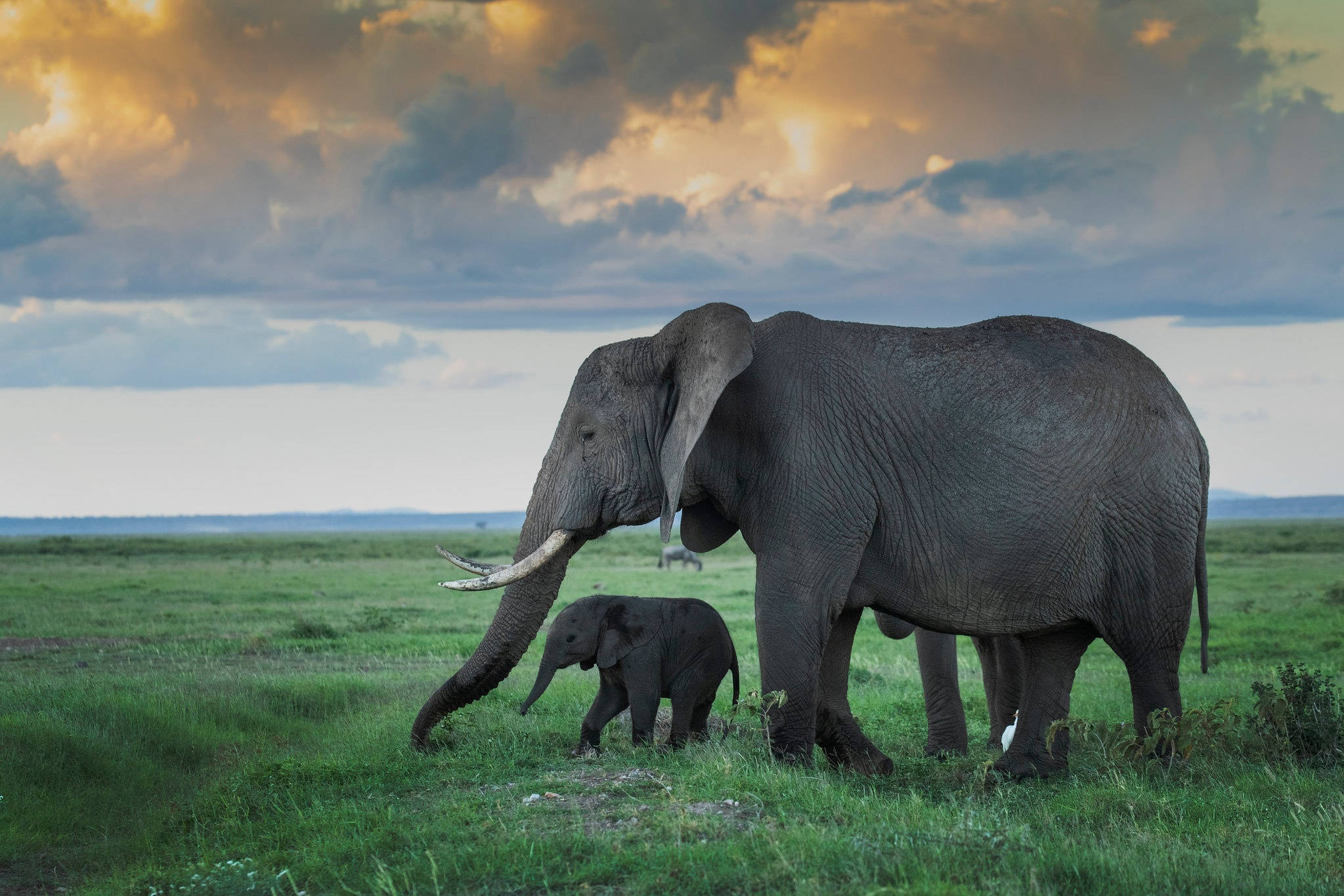 4K Elephant, green savanna, golden sunset sky, Full HD Desktop Wallpaper