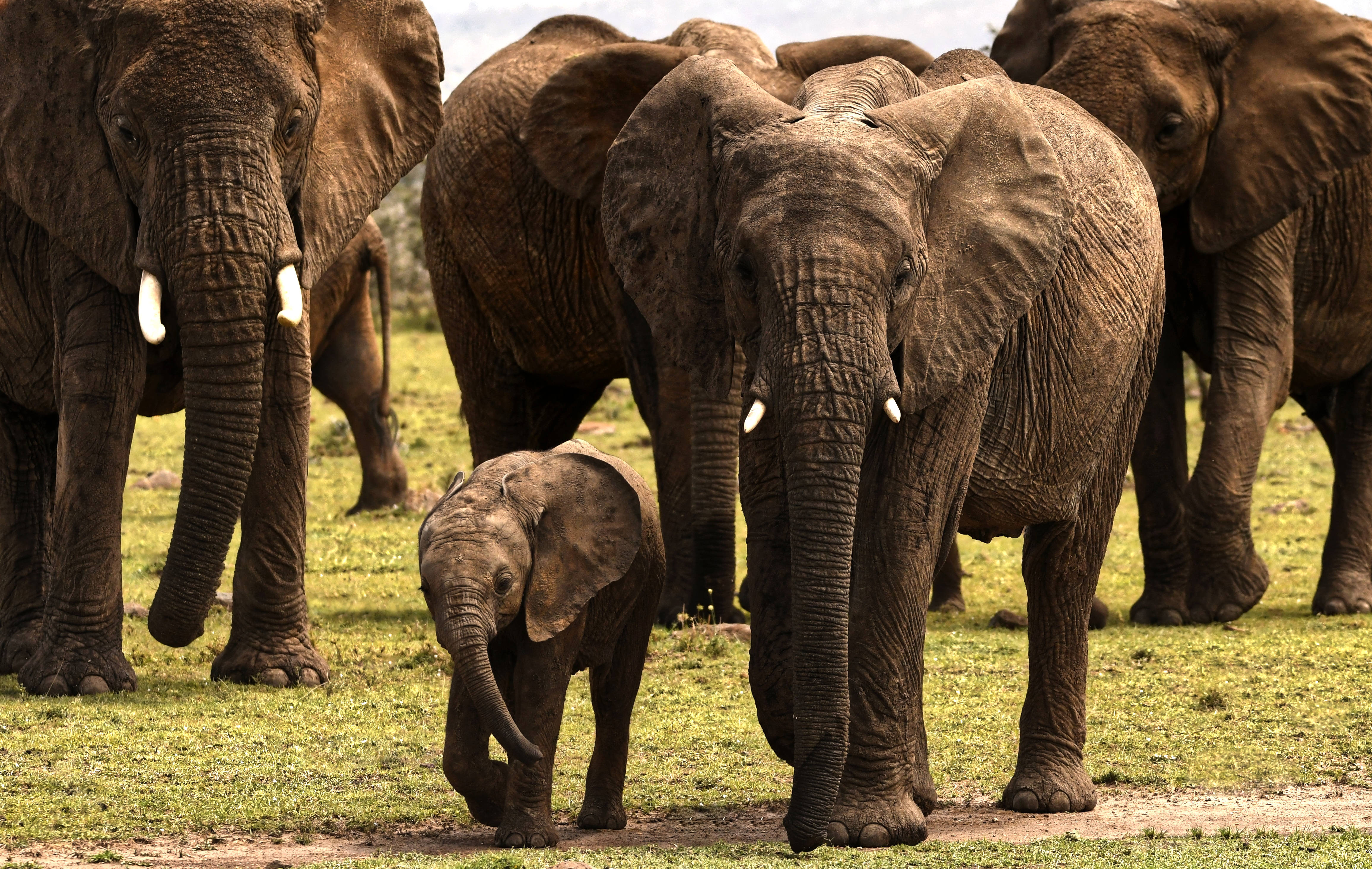 4K Elephant, elephant herd, grassy plain, 4K Desktop Wallpaper