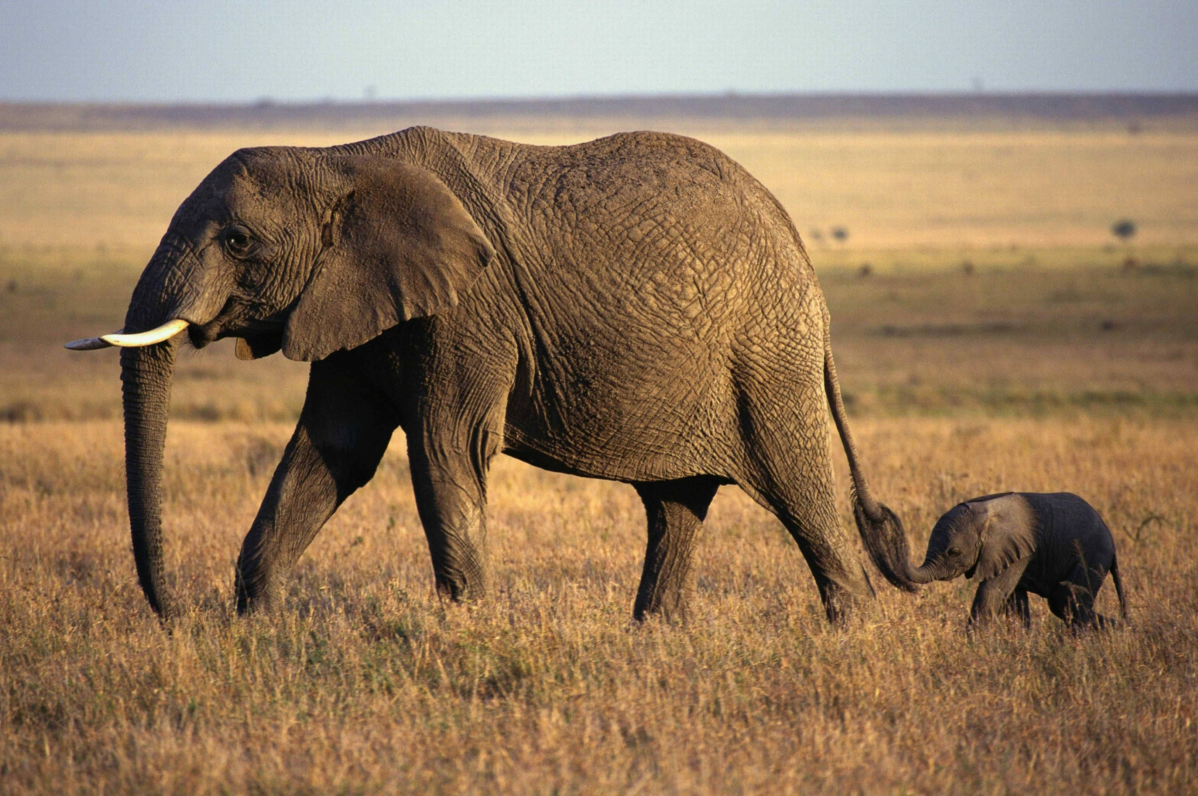 mother elephant, calf, golden savanna, 4K Desktop Wallpaper