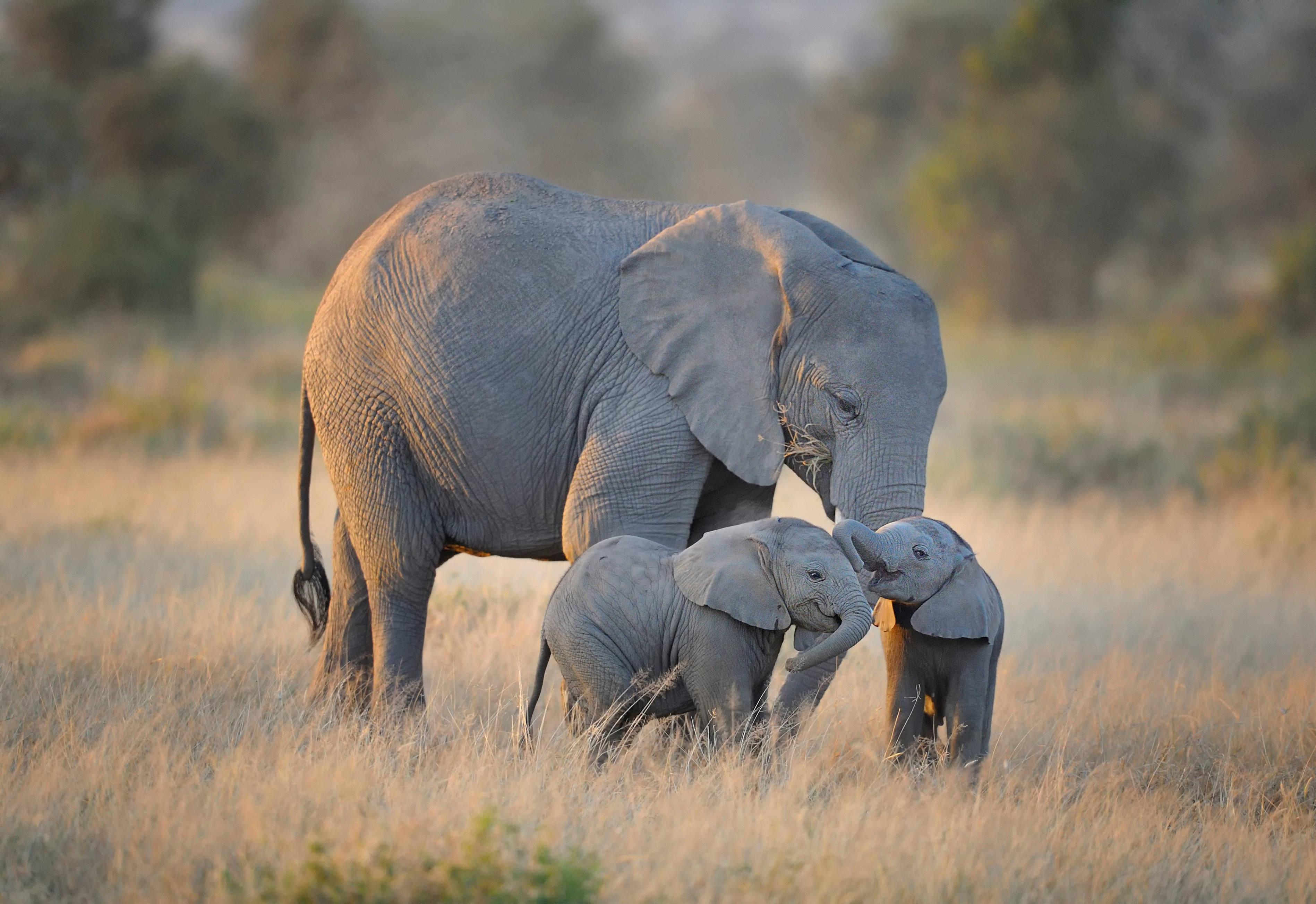 4K Elephant, mother elephant, two calves, 2K Desktop Wallpaper