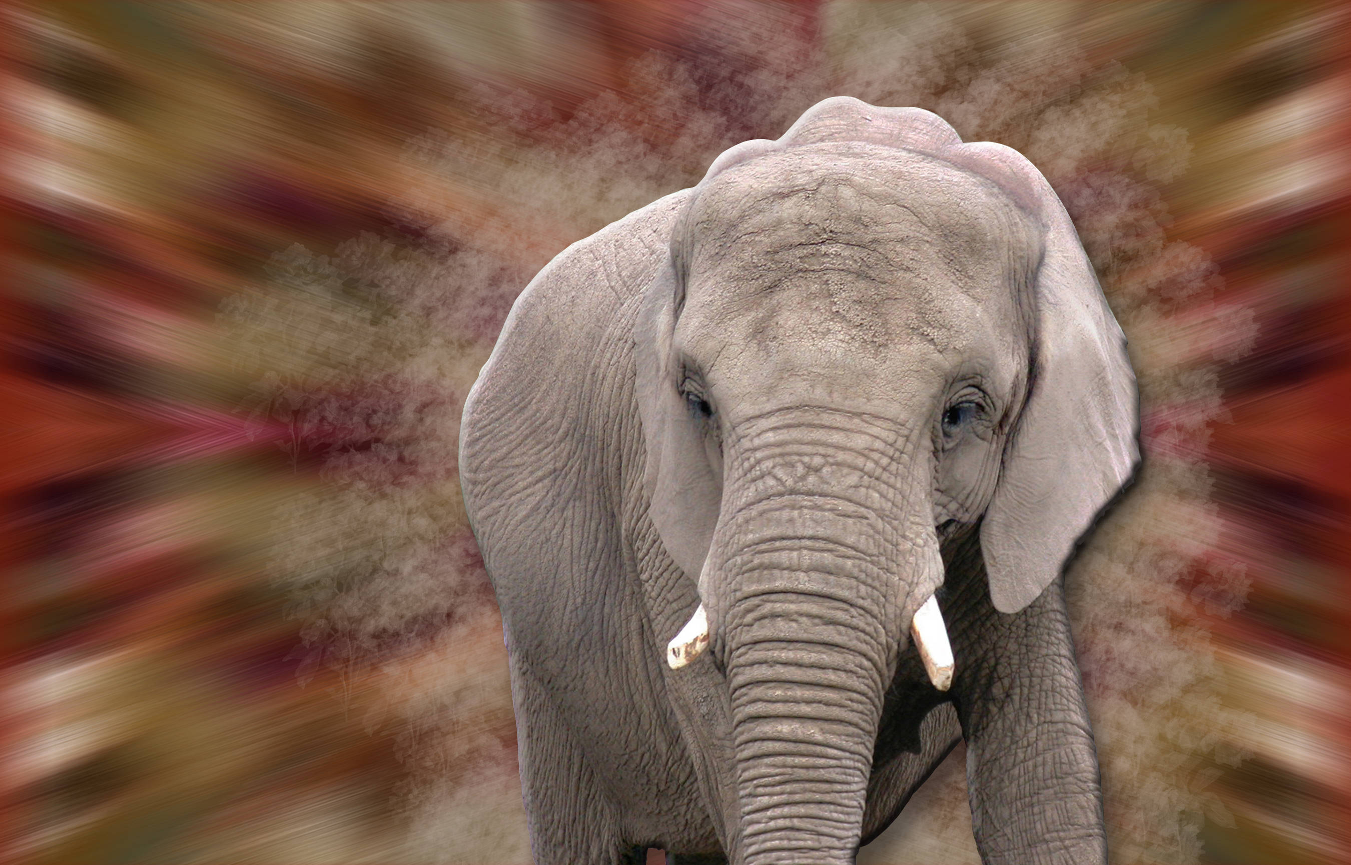 4K Elephant, wrinkled gray skin, white tusks, 2K Desktop Wallpaper