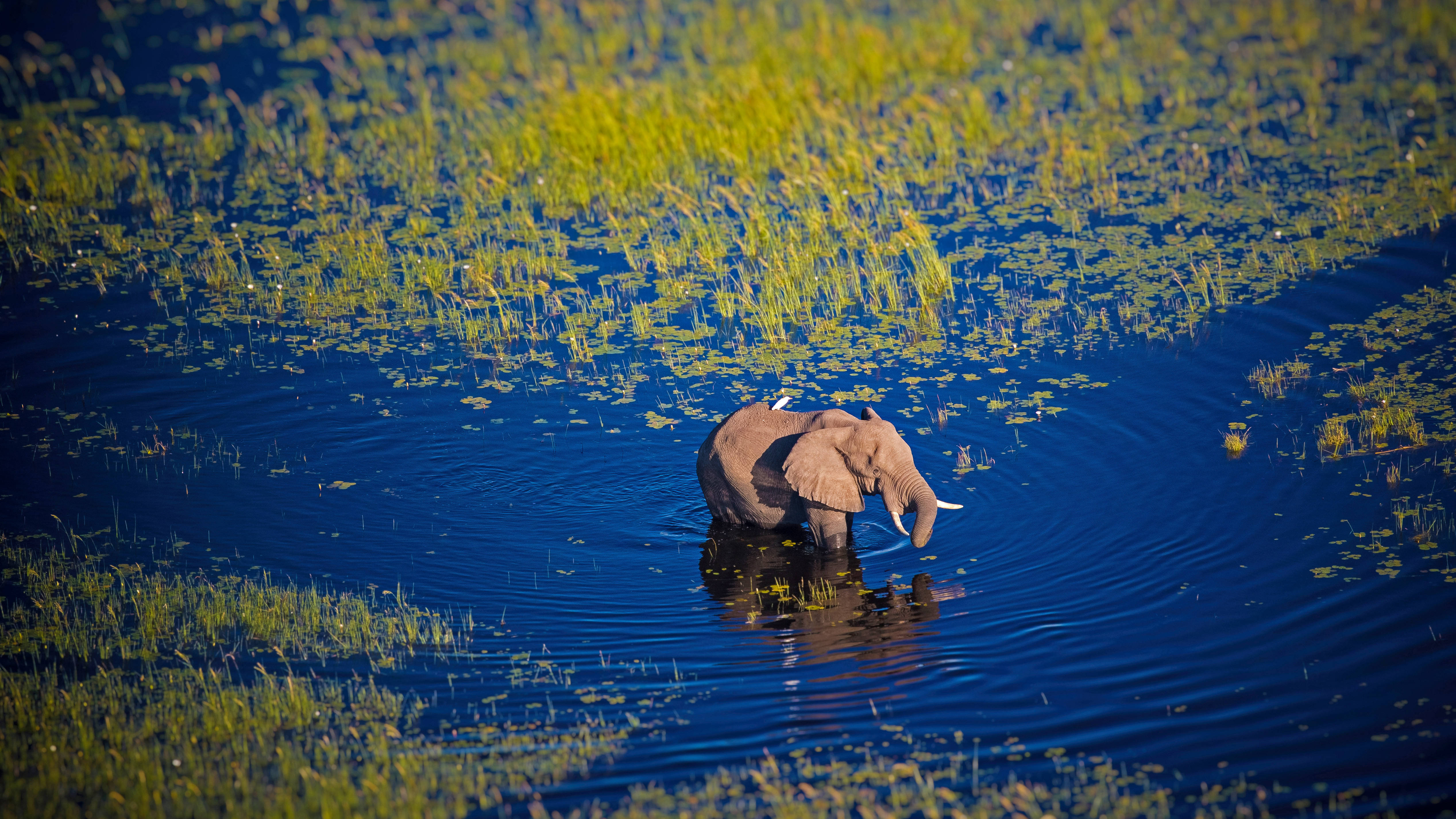 4K Elephant, vibrant blue waterway, bright green reeds, 4K Desktop Wallpaper