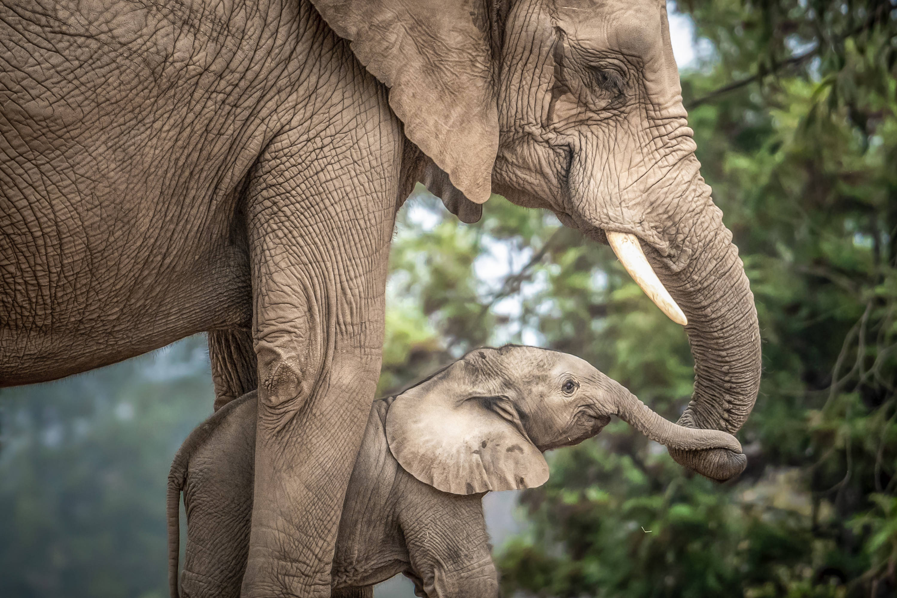 4K Elephant, mother elephant, calf, 2K Desktop Wallpaper