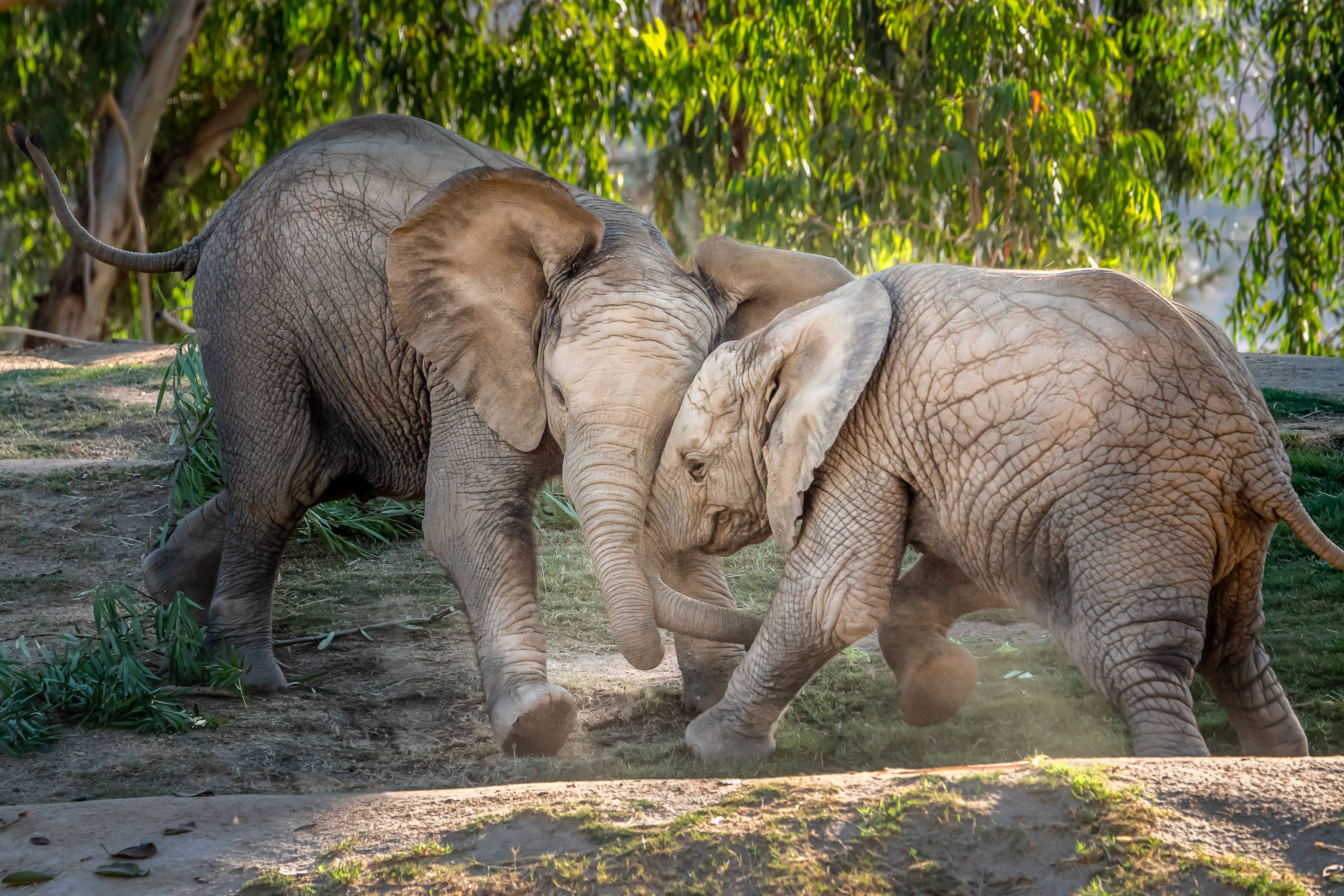 4K Elephant, play fight, sunlit savanna clearing, 2K Desktop Wallpaper