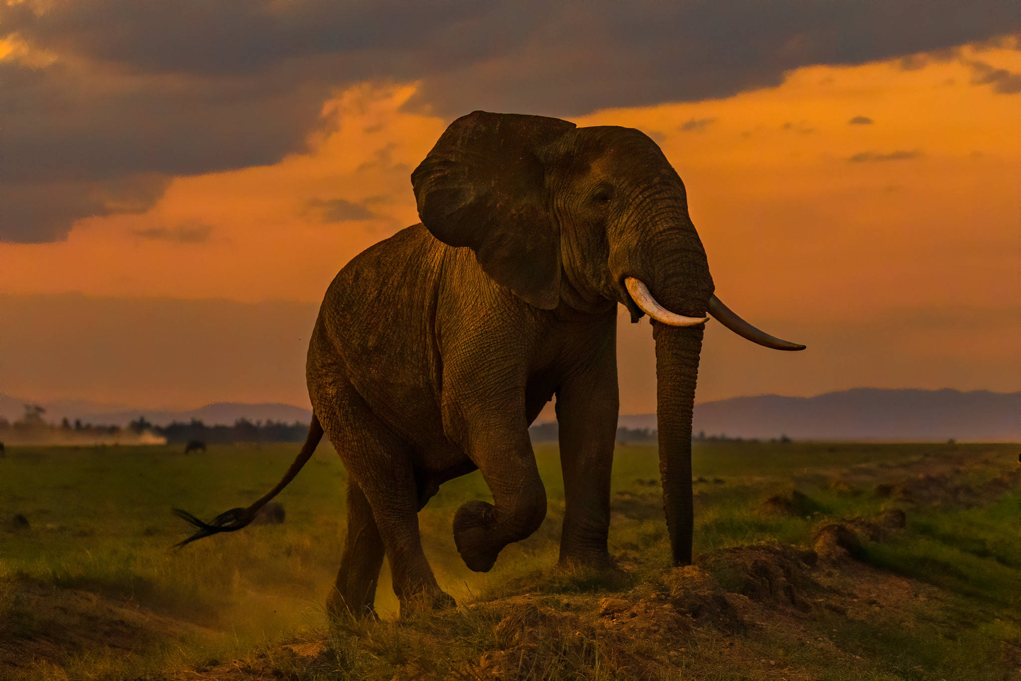 4K Elephant, dusk, grassy savanna, Full HD Desktop Wallpaper