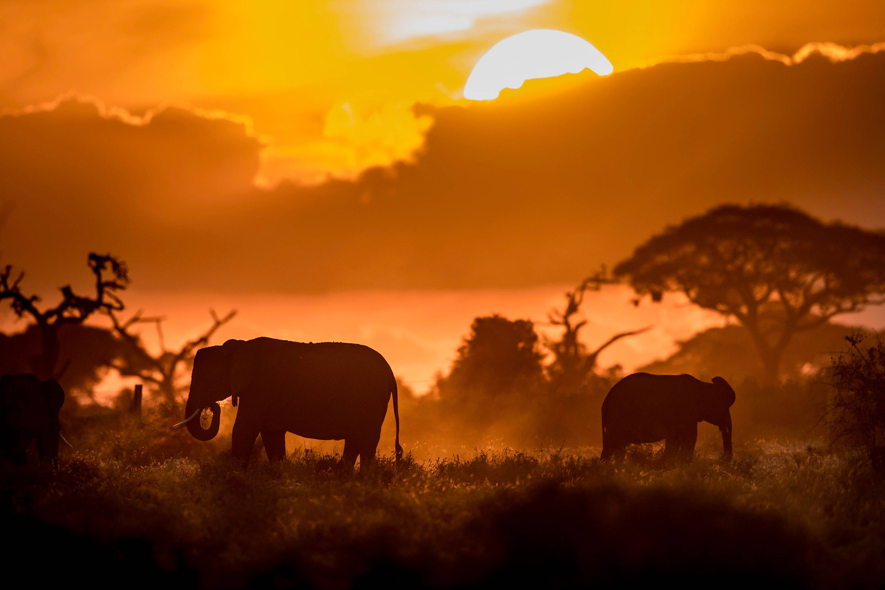 4K Elephant, golden savanna, blazing sun, 2K Desktop Wallpaper