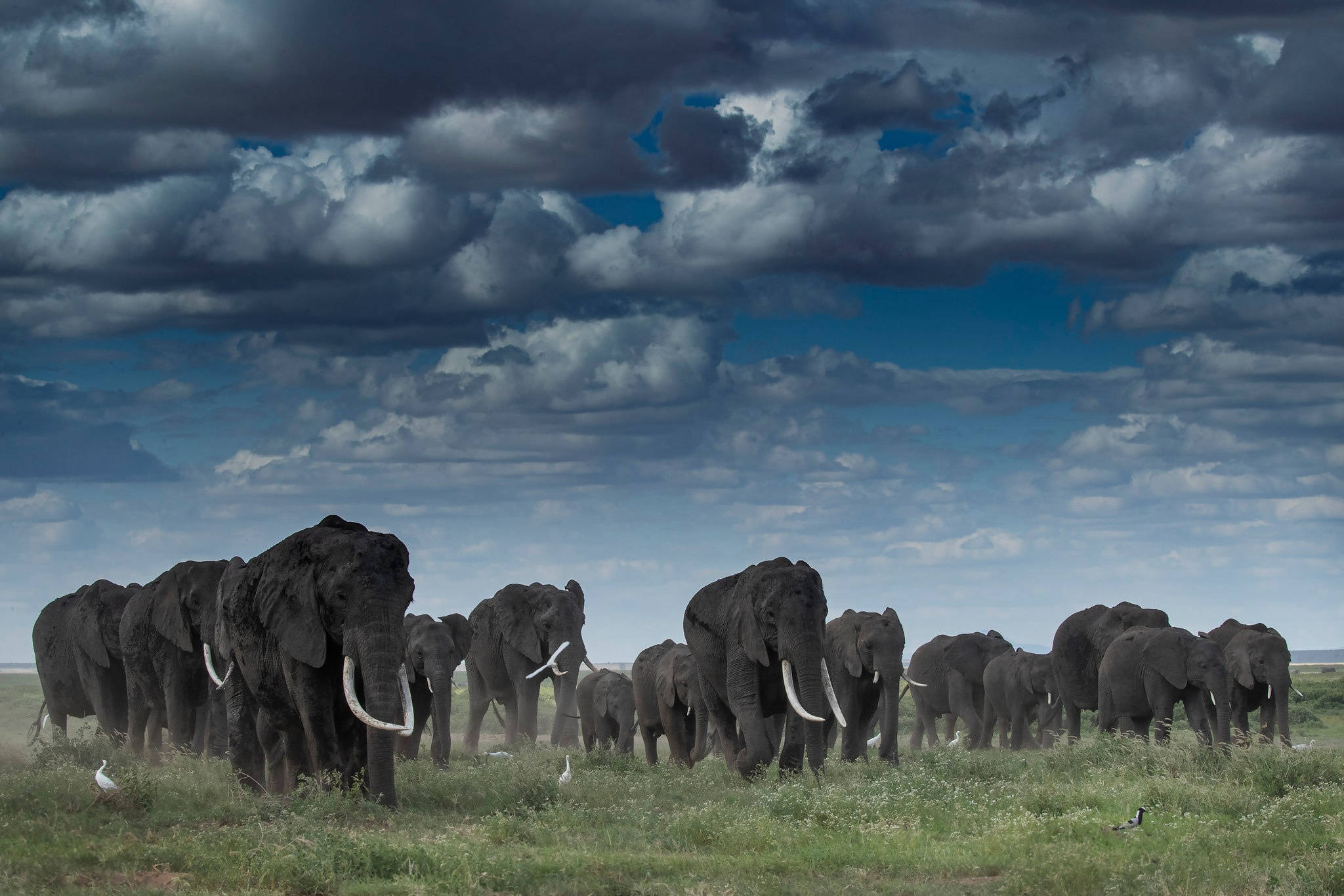 4K Elephant, herd of elephants, grassy plain, Full HD Desktop Wallpaper