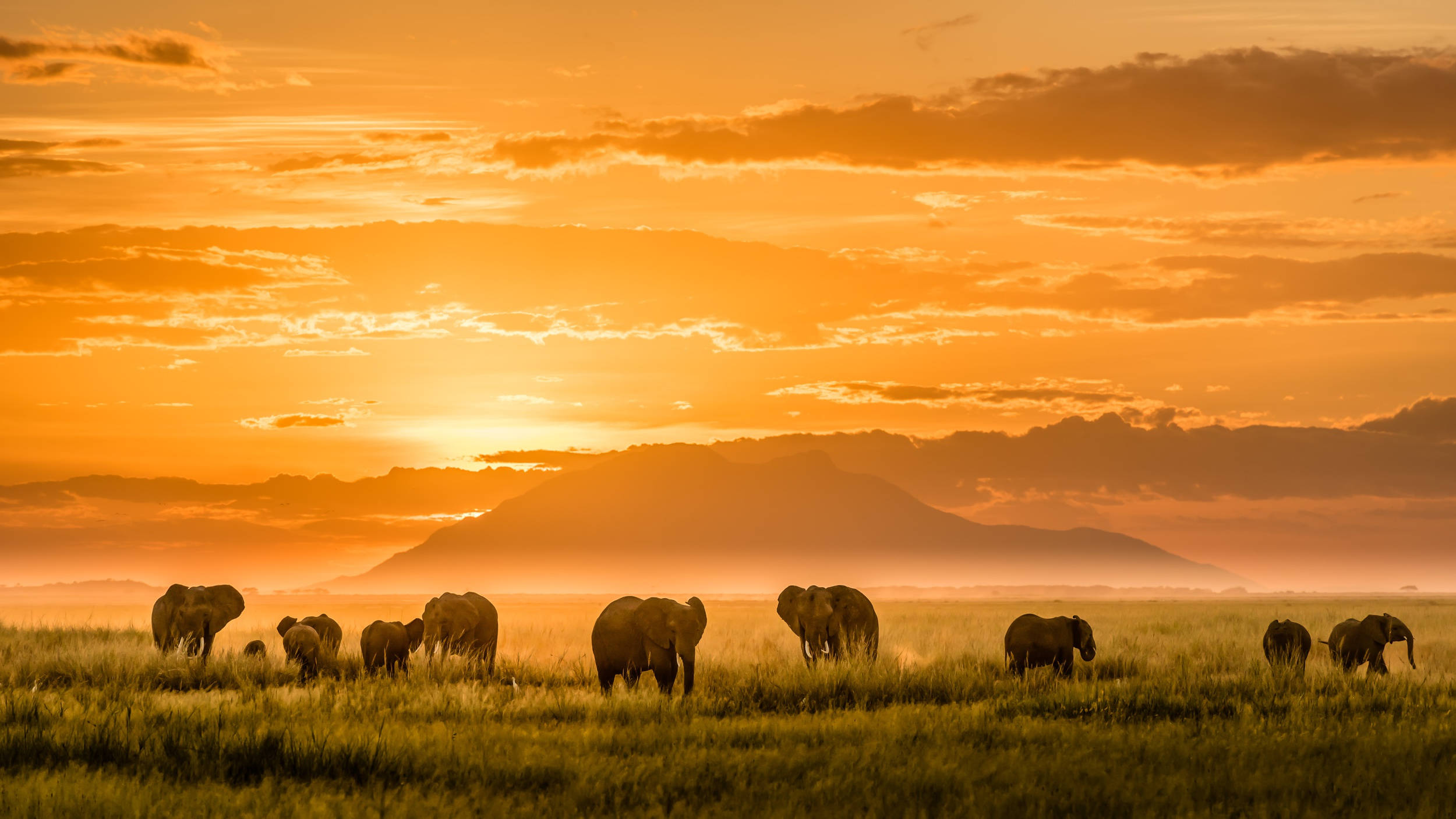 4K Elephant, sunset, golden grass, Full HD Desktop Wallpaper