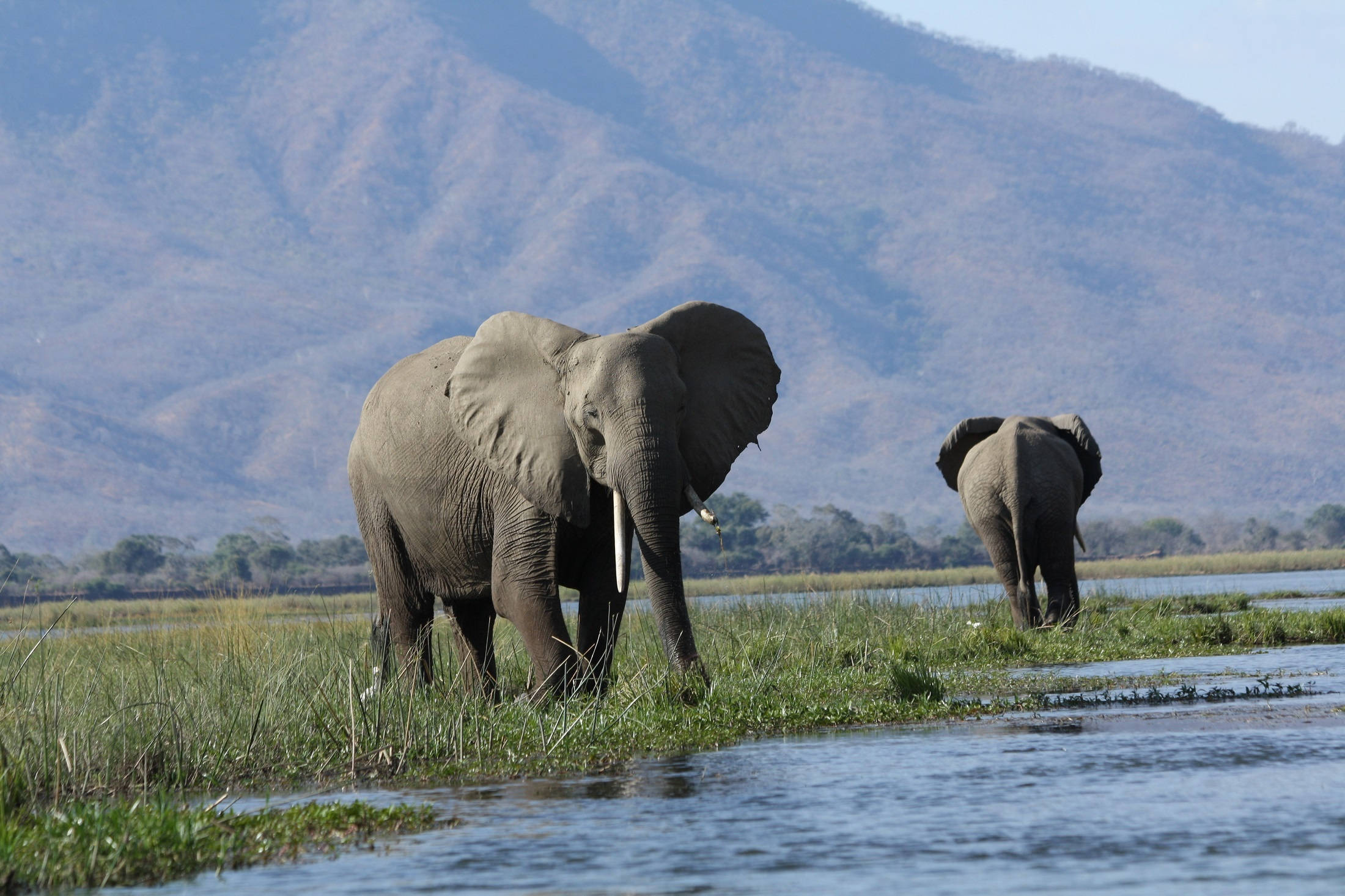 4K Elephant, mountainside, elephants, Full HD Desktop Wallpaper