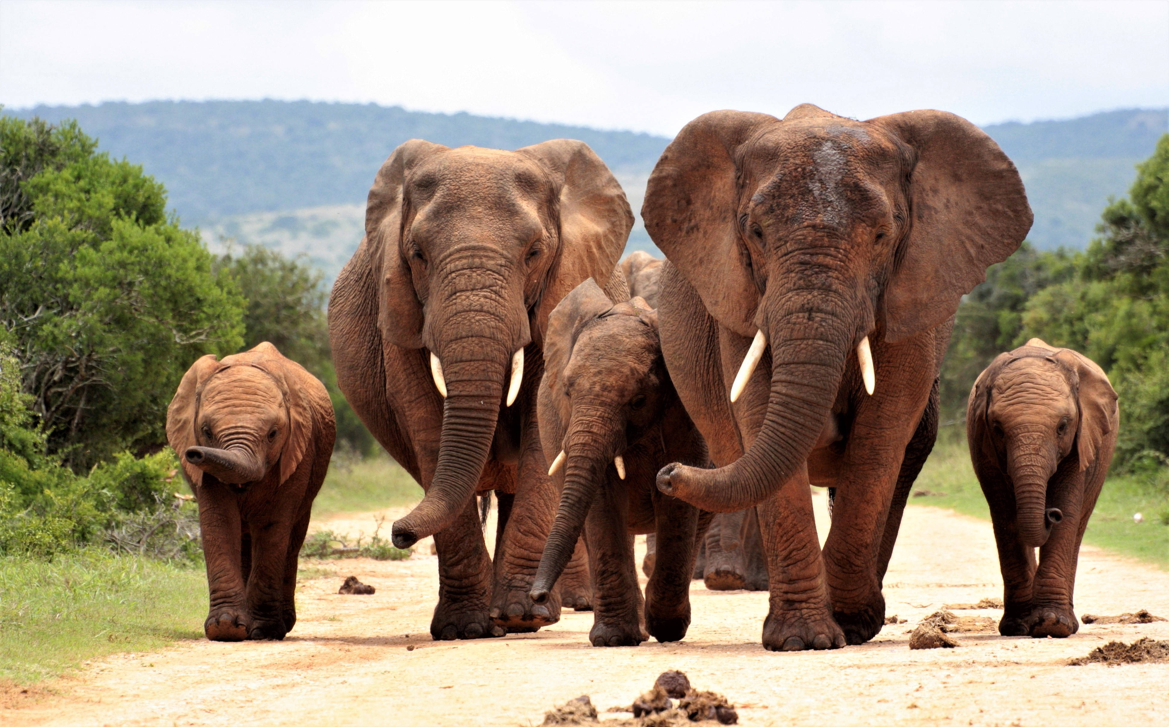 4K Elephant, elephant family, dusty path, 4K Desktop Wallpaper