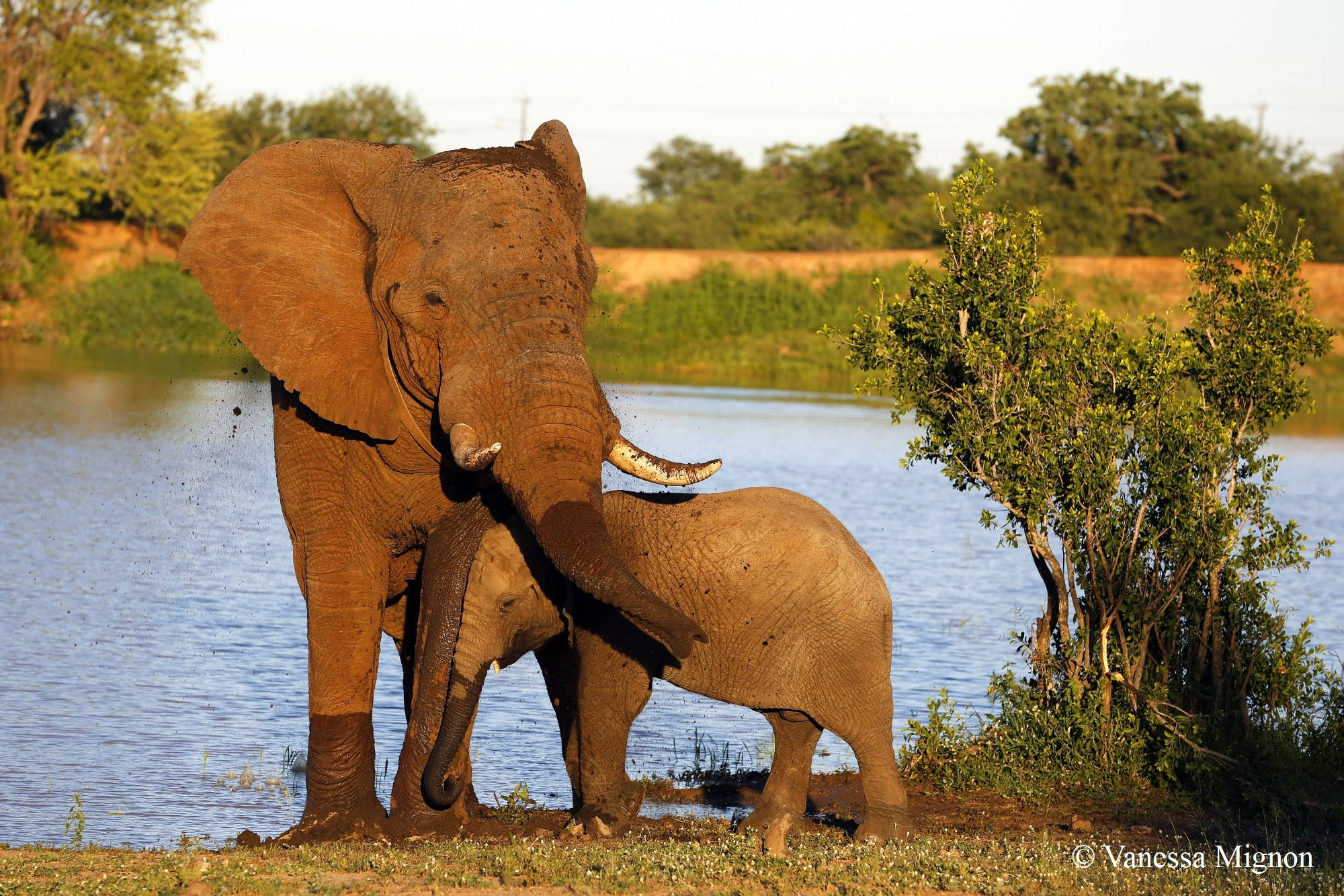 4K Elephant, elephant, calf, Full HD Desktop Wallpaper