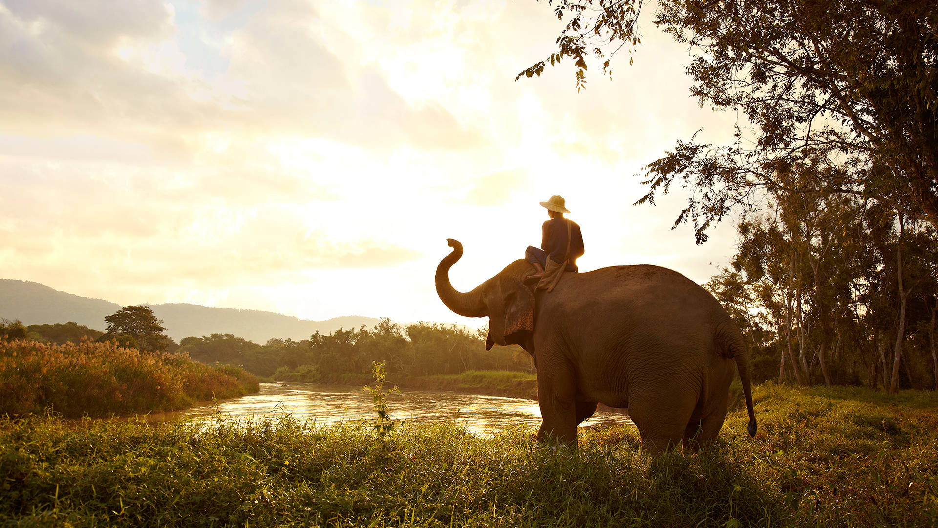 4K Elephant, man, elephant, Full HD Desktop Wallpaper