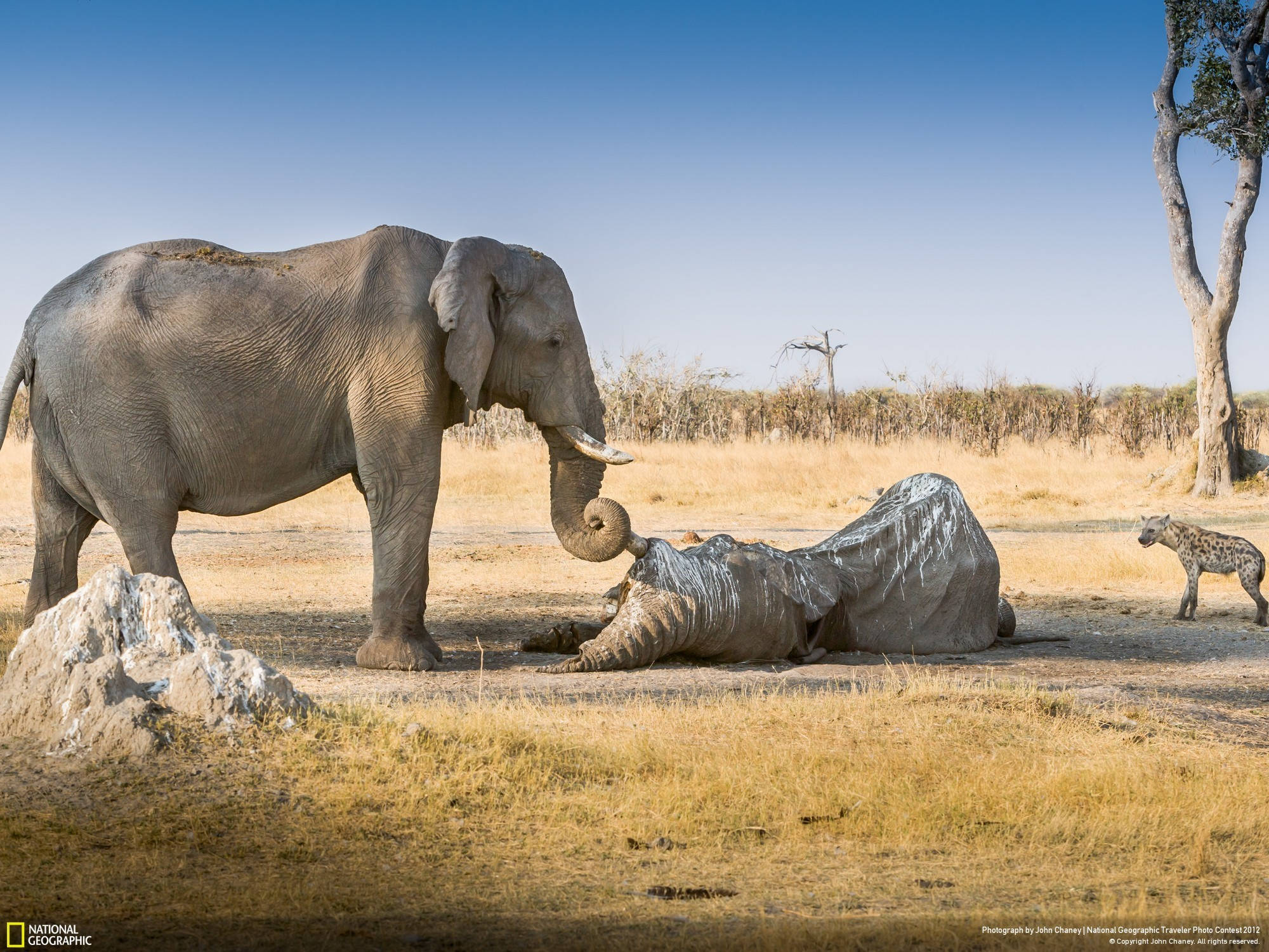 4K Elephant, rhino, hyena, Full HD Desktop Wallpaper