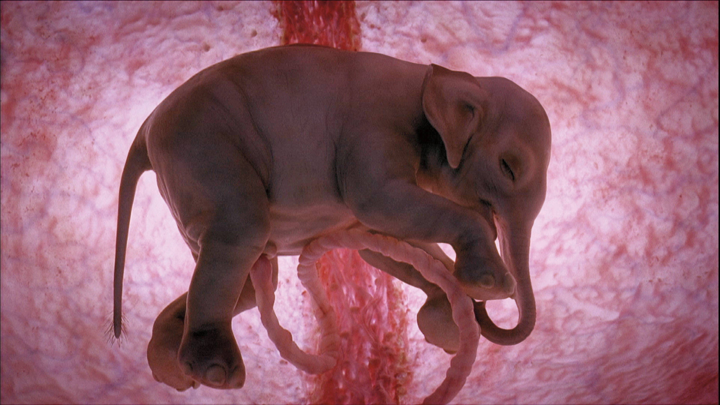 4K Elephant, fetal elephant, womb, Full HD Desktop Wallpaper