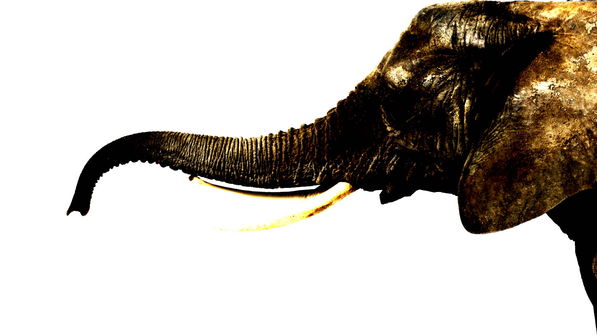 4K Elephant Art, elephant, wrinkled skin, Full HD Desktop Wallpaper