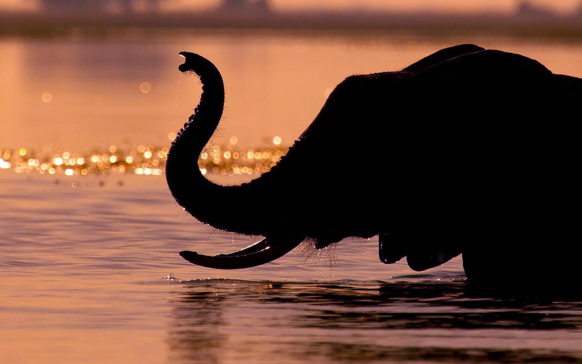 4K Elephant, elephant, sunset, Full HD Desktop Wallpaper