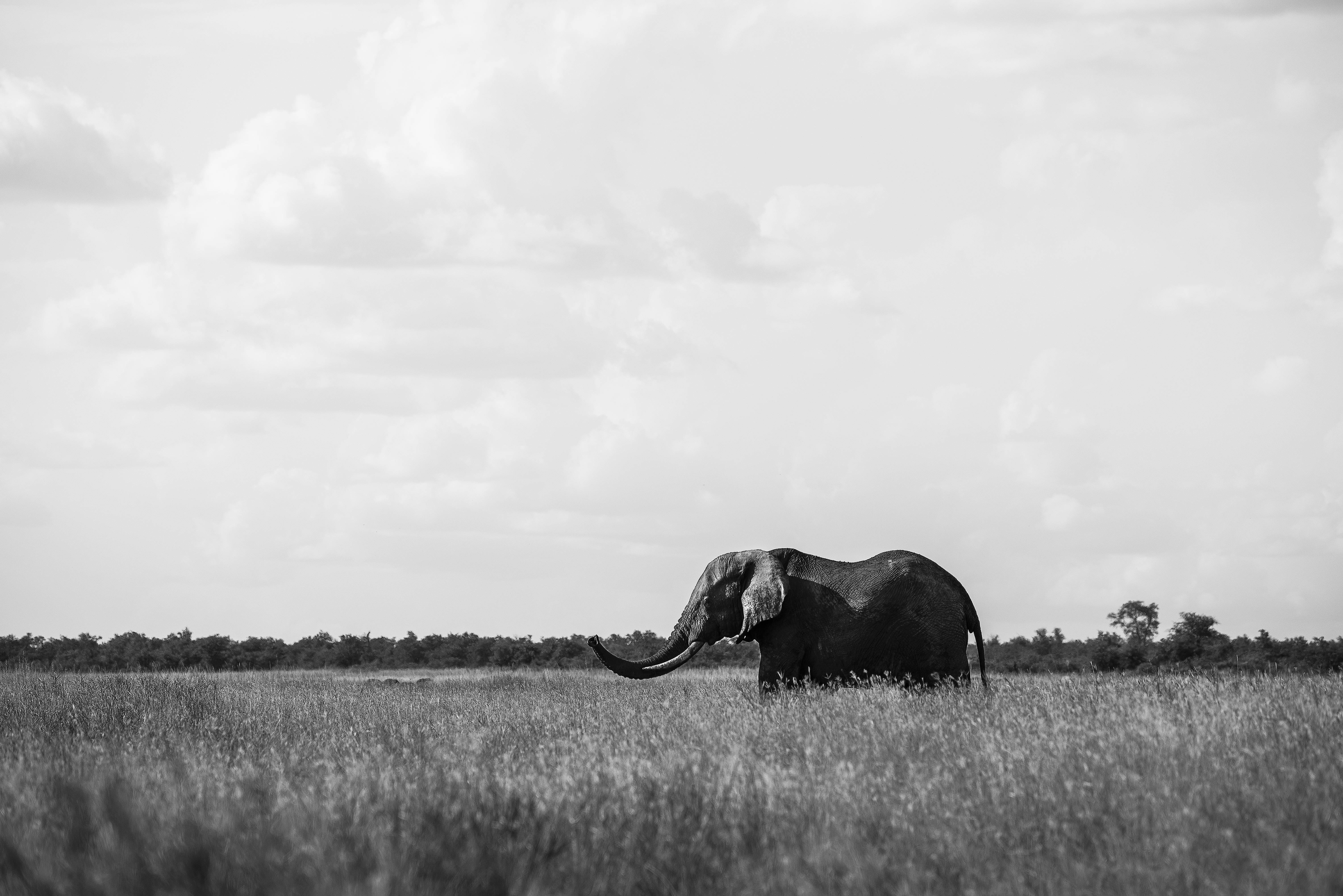 4K Elephant, greyscale, solitary elephant, 5K Desktop Wallpaper