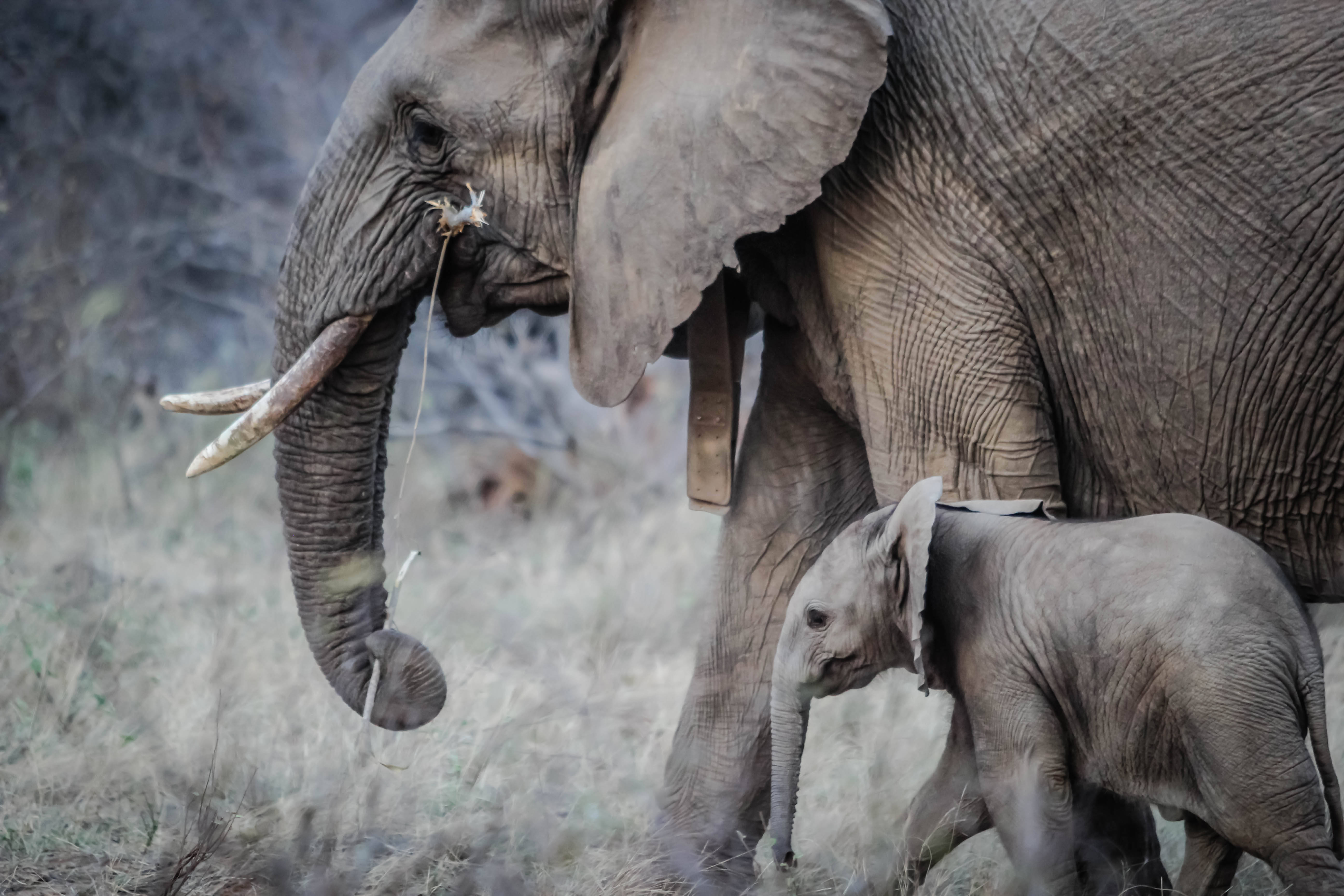 4K Elephant, mother elephant, calf, 5K Desktop Wallpaper