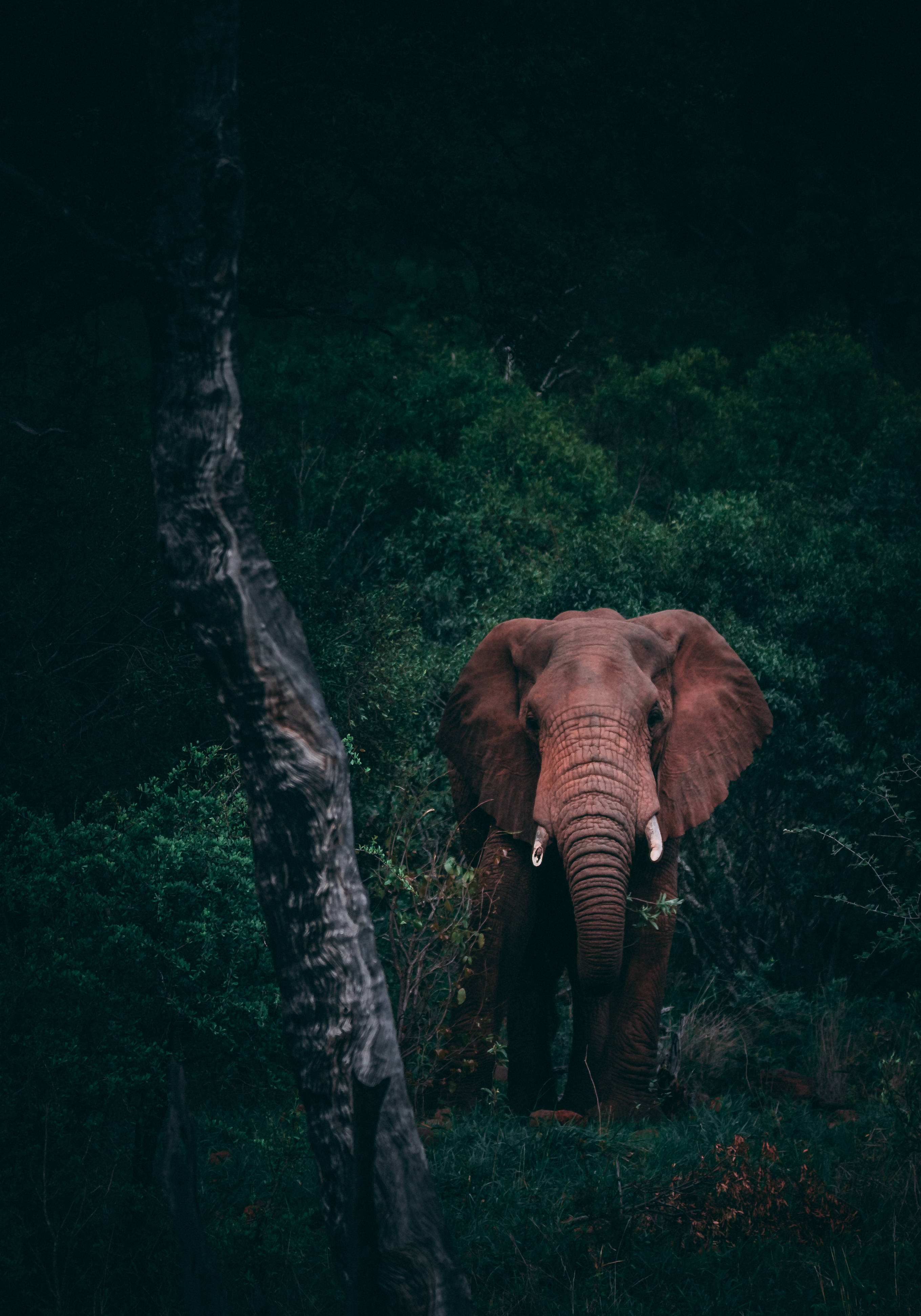 4K Elephant, woods, dense dark green foliage, 4K Phone Wallpaper