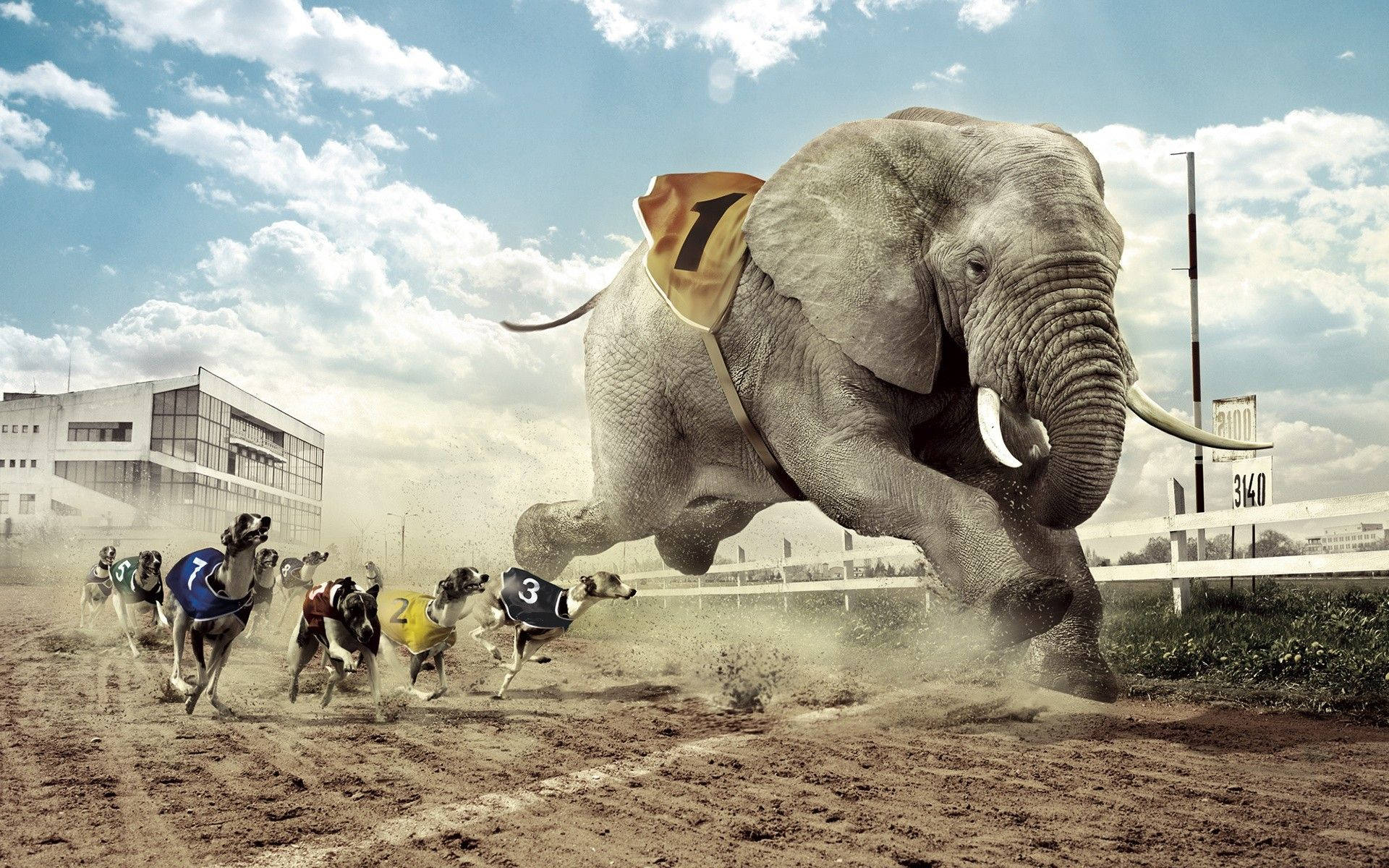 elephant race track, giant elephant, racing gear, Full HD Desktop Wallpaper