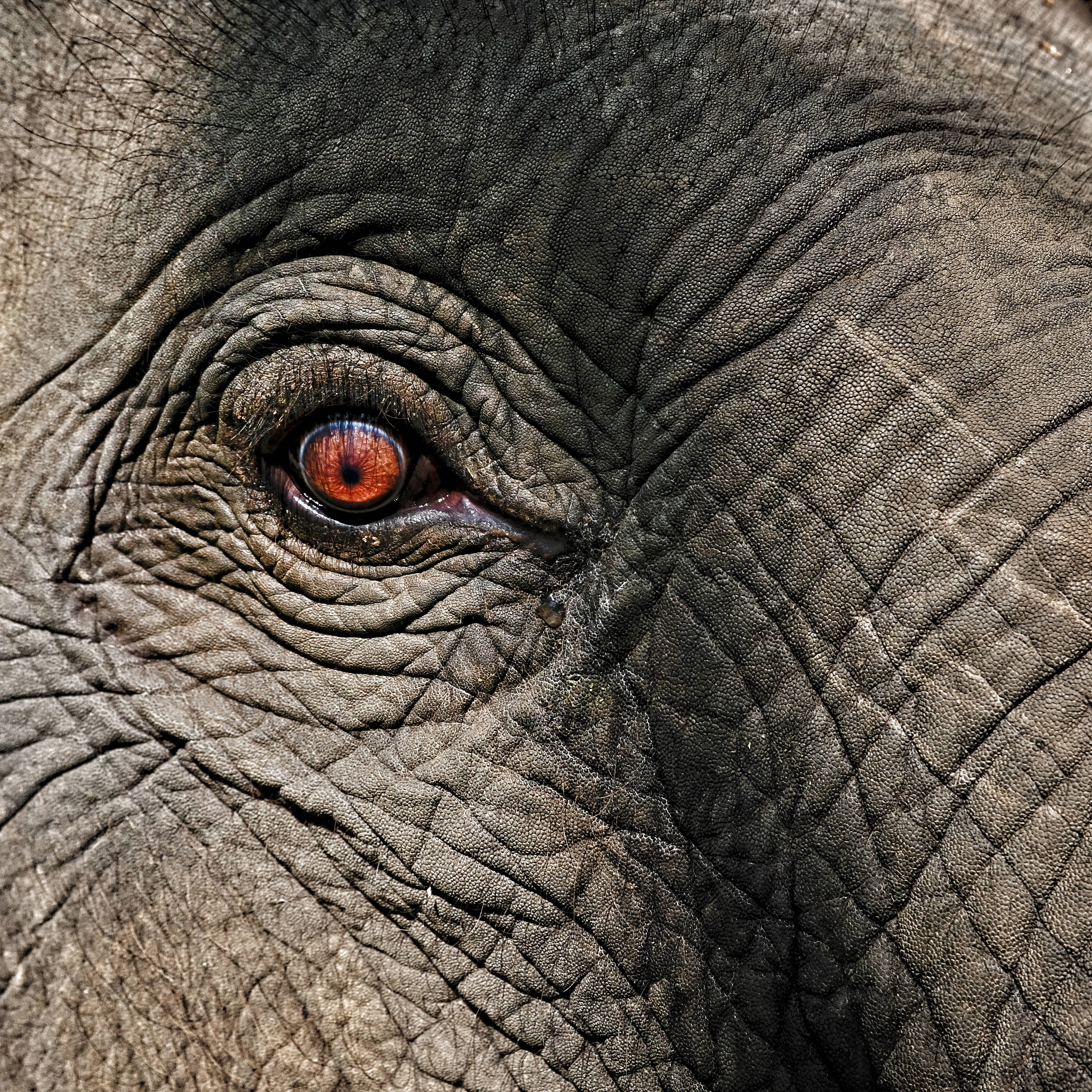 4K Elephant Eye, elephant's eye, vivid orange iris, 4K Desktop Wallpaper